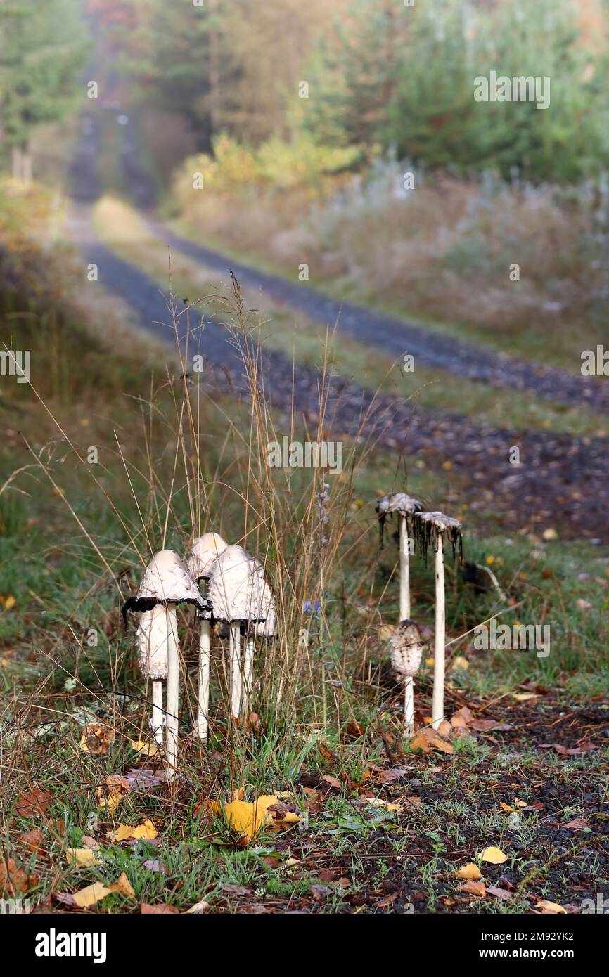 Funghi autunnali shaggy inkcap dal percorso forestale - funghi commestibili Foto Stock