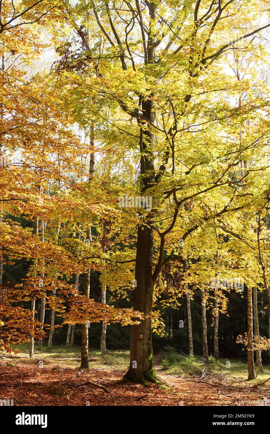 Albero di colore dorato nella foresta autunnale Foto Stock