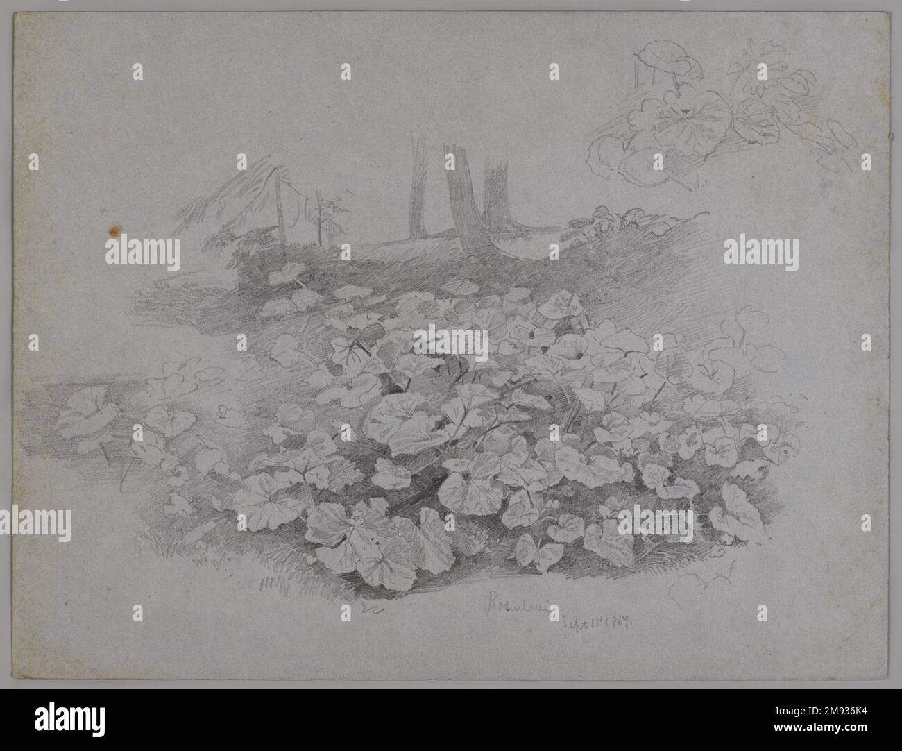 Studio sulle piante William Trost Richards (americano, 1833-1905). Plant Study, 11 settembre 1867. Grafite su carta blu, foglio: 9 3/8 x 12 15/16 poll. (23,8 x 32,9 cm). Arte americana 11 settembre 1867 Foto Stock