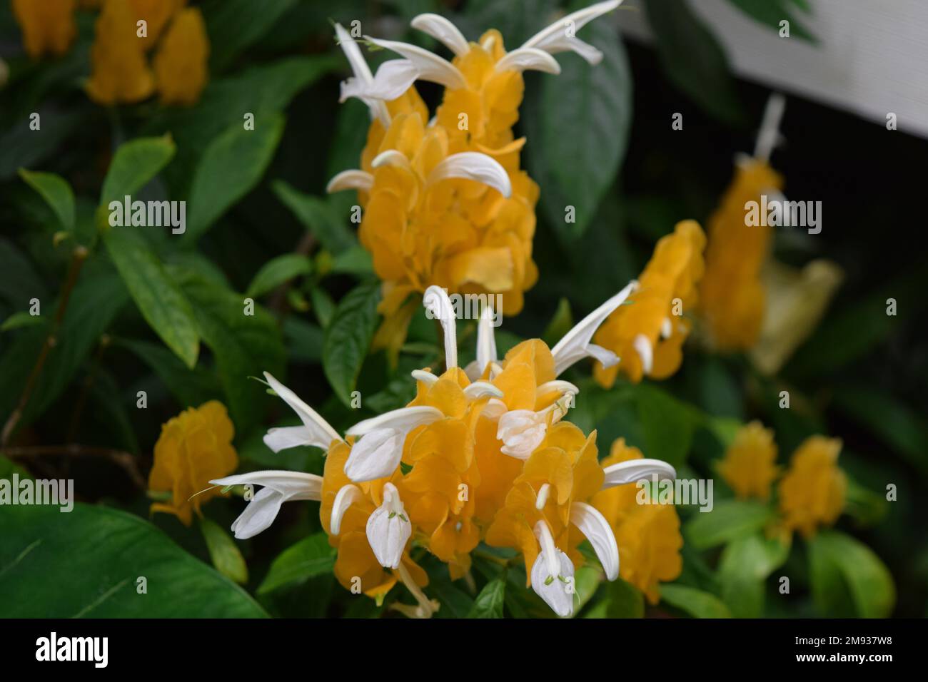 Una bella lutea Pachystachys al Conservatorio dei Fiori nel Golden Gate Park, San Francisco, California. Foto Stock