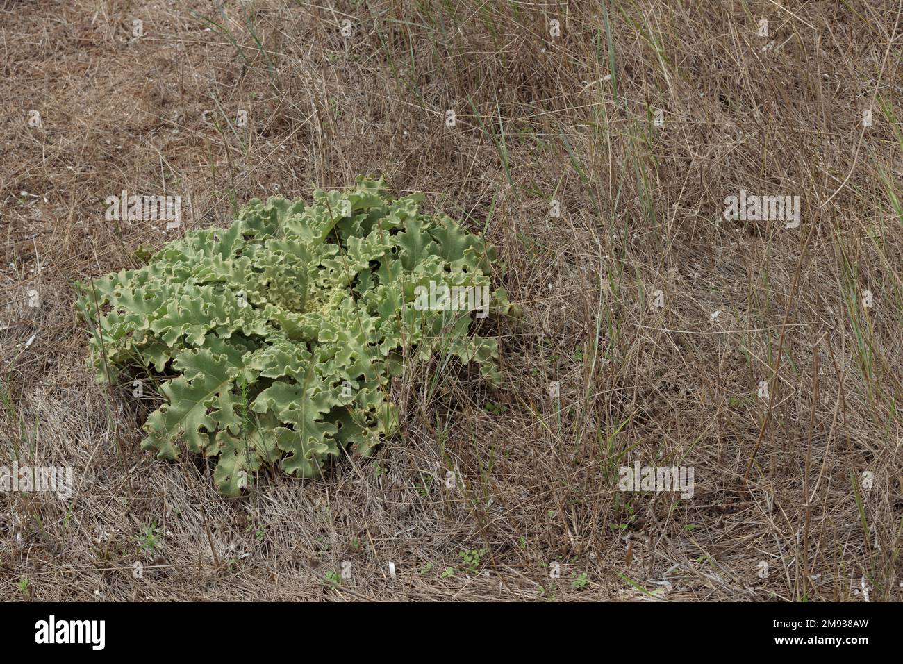 Il verbascum sinuatum, comunemente noto come mulleina a foglia di capesante, è una specie di piante erbacee perenni. Foto Stock