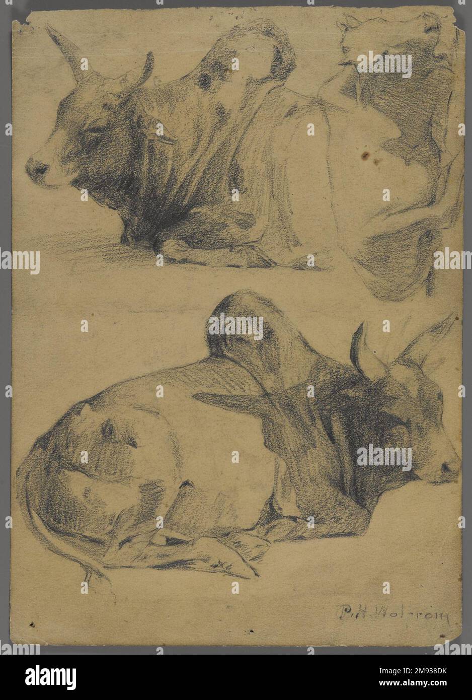 Brahman Bulls (recto) e Bison e Head of Water Buffalo (verso) Philip H. Wolfrom (americano, 1870-1904). Brahman tori (retto) e Bison e Capo di acqua Buffalo (verso), n.d. Grafite su carta, foglio: 9 13/16 x 7 poll. (24,9 x 17,8 cm). Arte americana n.d. Foto Stock