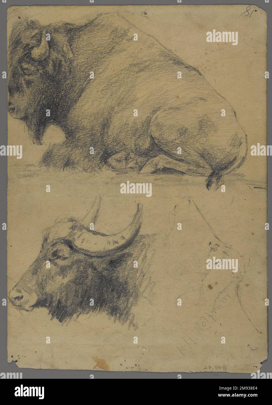 Brahman Bulls (recto) e Bison e Head of Water Buffalo (verso) Philip H. Wolfrom (americano, 1870-1904). Brahman tori (retto) e Bison e Capo di acqua Buffalo (verso), n.d. Grafite su carta, foglio: 9 13/16 x 7 poll. (24,9 x 17,8 cm). Arte americana n.d. Foto Stock