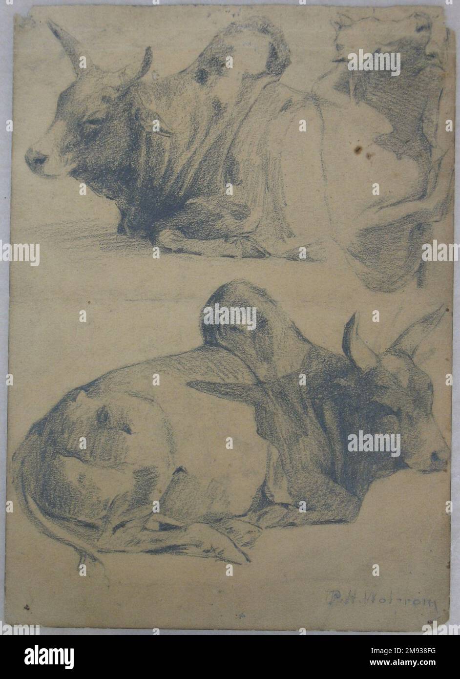 Brahman Bulls (recto) e Bison e Head of Water Buffalo (verso) Philip H. Wolfrom (americano, 1870-1904). Brahman tori (retto) e Bison e Capo di acqua Buffalo (verso), n.d. Grafite su carta, foglio: 9 13/16 x 7 poll. (24,9 x 17,8 cm). Arte americana n.d. Foto Stock