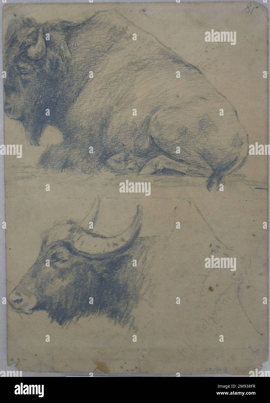 Brahman Bulls (recto) e Bison e Head of Water Buffalo (verso) Philip H. Wolfrom (americano, 1870-1904). Brahman tori (retto) e Bison e Capo di acqua Buffalo (verso), n.d. Grafite su carta, foglio: 9 13/16 x 7 poll. (24,9 x 17,8 cm). Arte americana n.d. Foto Stock