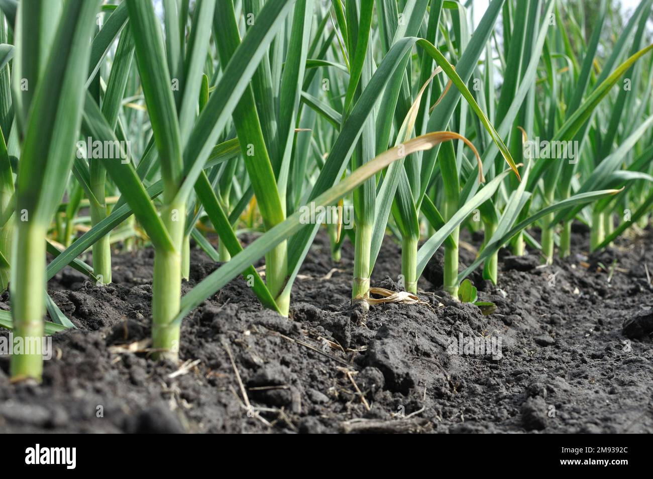 Coltivate biologicamente piantagione di aglio nel giardino vegetale Foto Stock