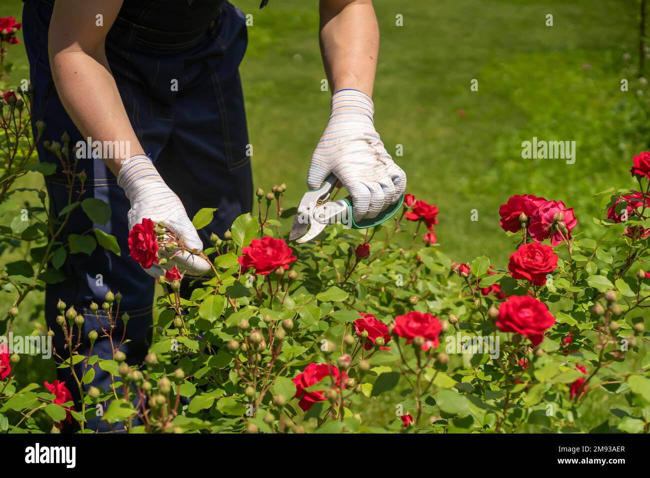 Un giovane sta rifilando un cespuglio di rose Foto Stock