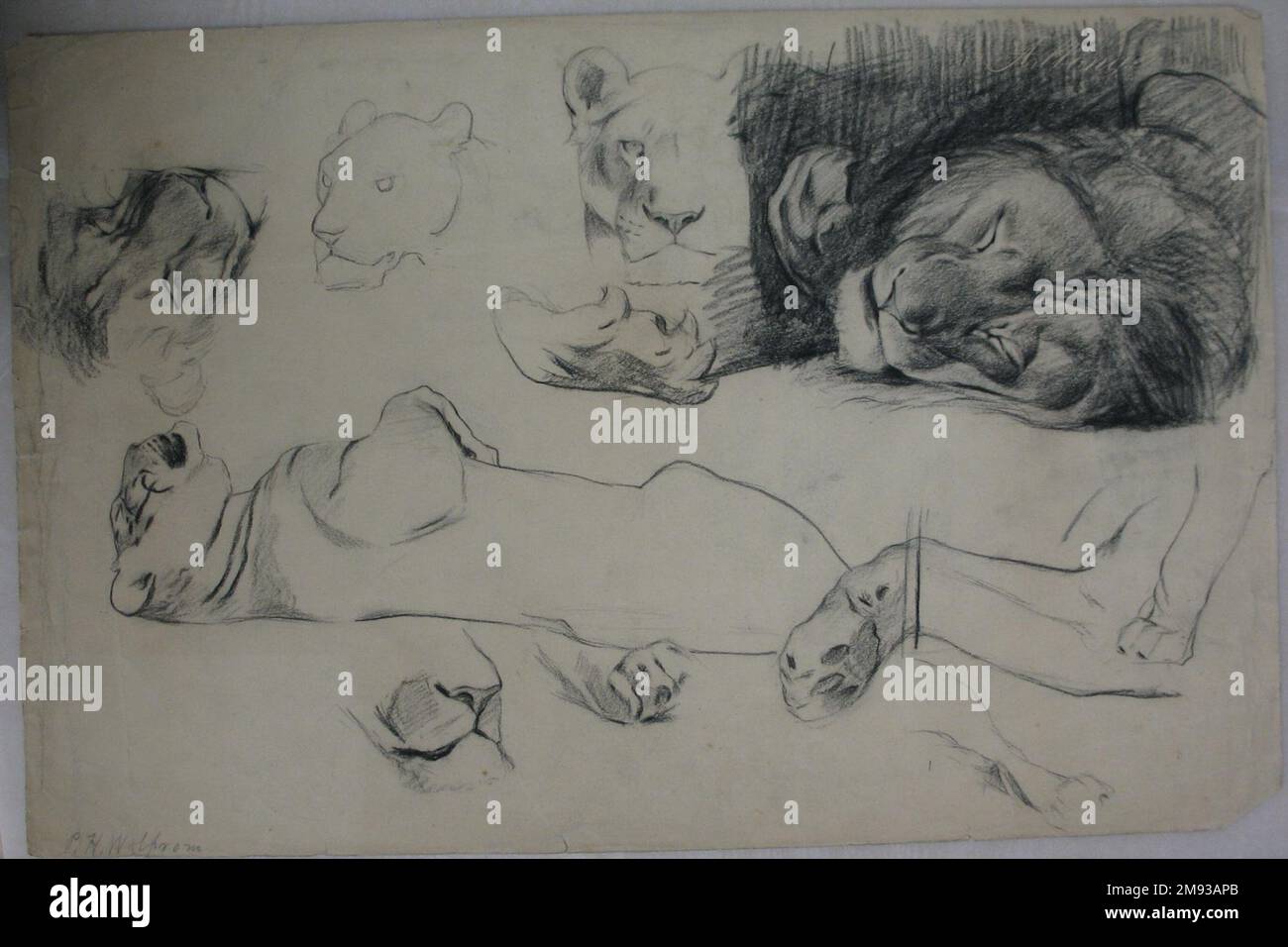 Studi di Lions e Tigri Philip H. Wolfrom (americano, 1870-1904). Studi su Lions e Tigri, n.d. Carbone su carta, foglio: 12 13/16 x 19 11/16 poll. (32,5 x 50 cm). Arte americana n.d. Foto Stock