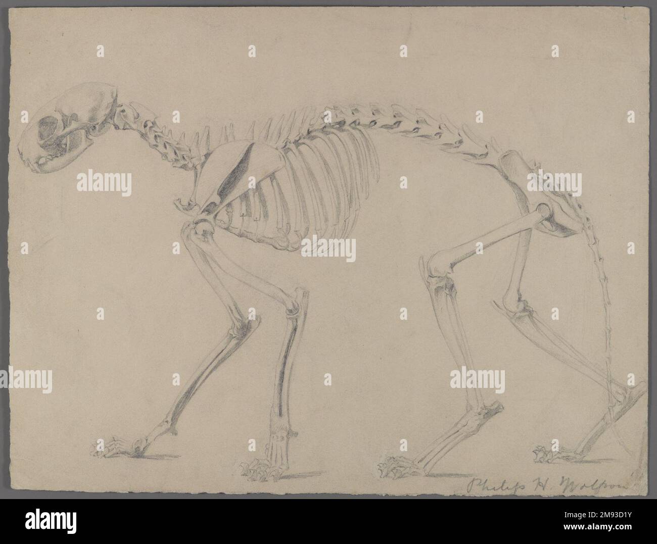 Scheletro di un gatto Philip H. Wolfrom (americano, 1870-1904). Scheletro di un gatto, n.d. Grafite su carta, foglio: 9 13/16 x 12 15/16 poll. (24,9 x 32,9 cm). Arte americana n.d. Foto Stock
