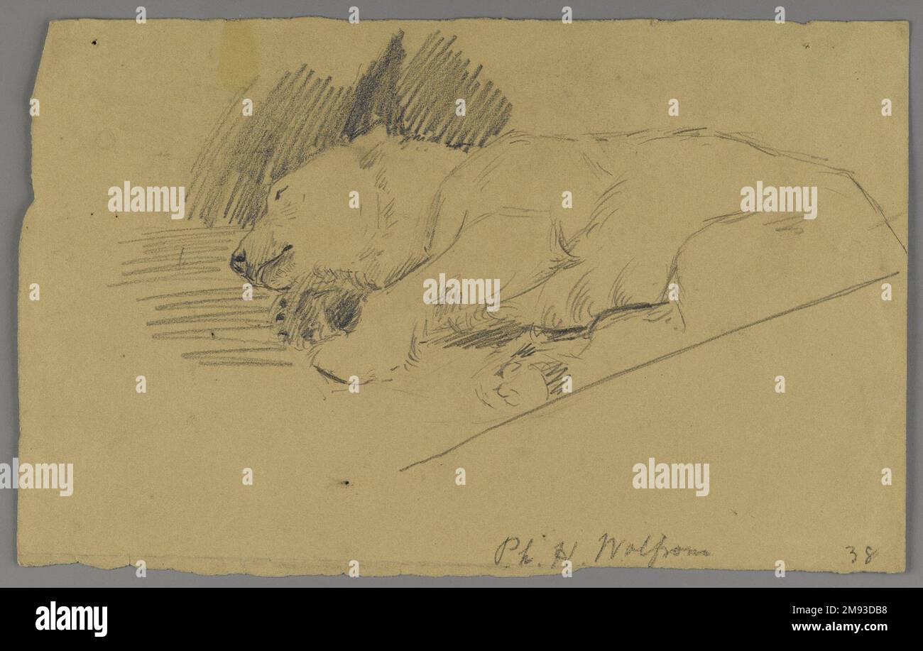 Orso polare addormentato Philip H. Wolfrom (americano, 1870-1904). Orso polare addormentato, n.d. Grafite su carta, foglio: 6 1/8 x 9 7/8 poll. (15,6 x 25,1 cm). Arte americana n.d. Foto Stock