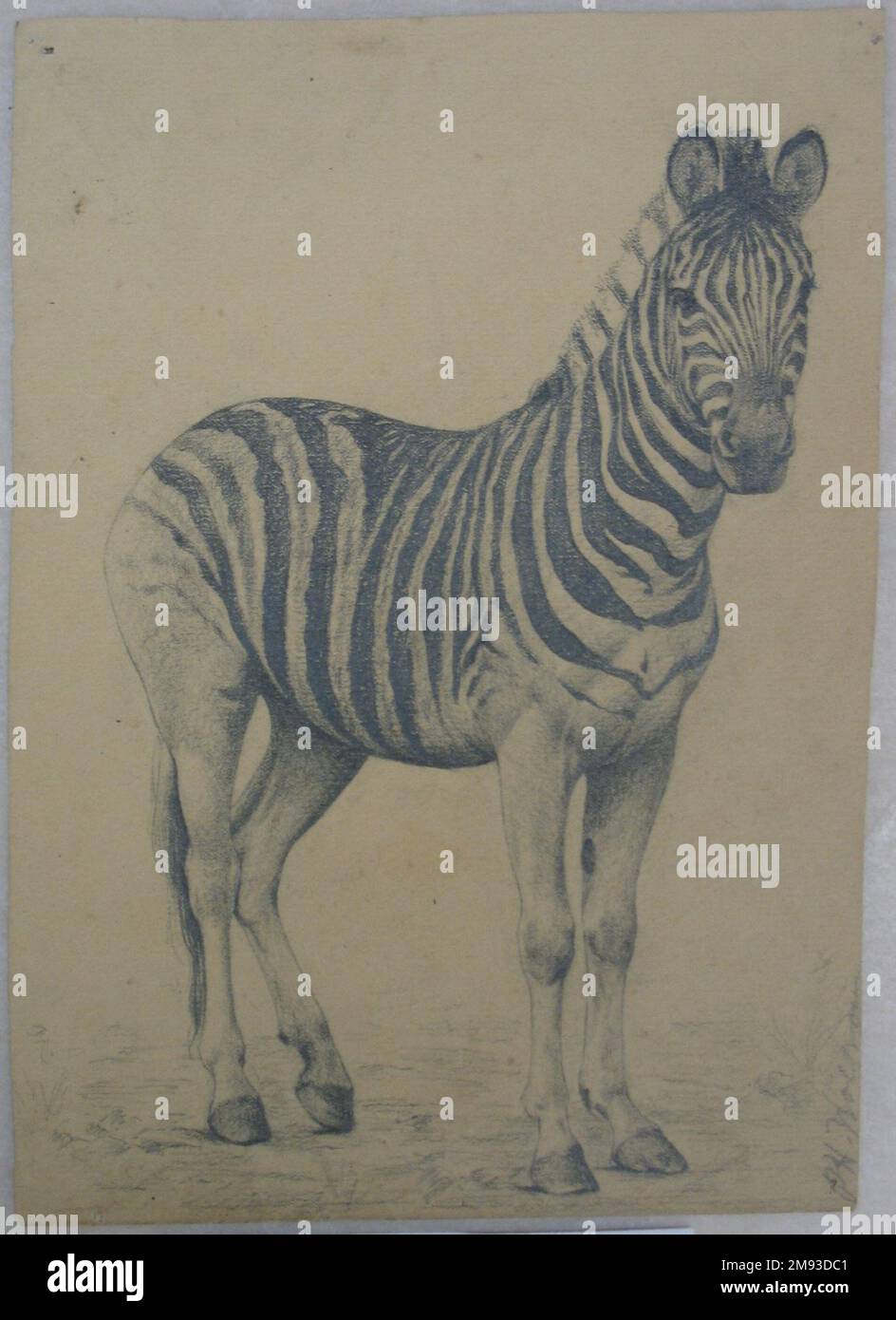 Zebra Philip H. Wolfrom (americano, 1870-1904). Zebra, n.d. Grafite su carta, foglio: 9 1/2 x 7 3/4 poll. (24,1 x 19,7 cm). Arte americana n.d. Foto Stock