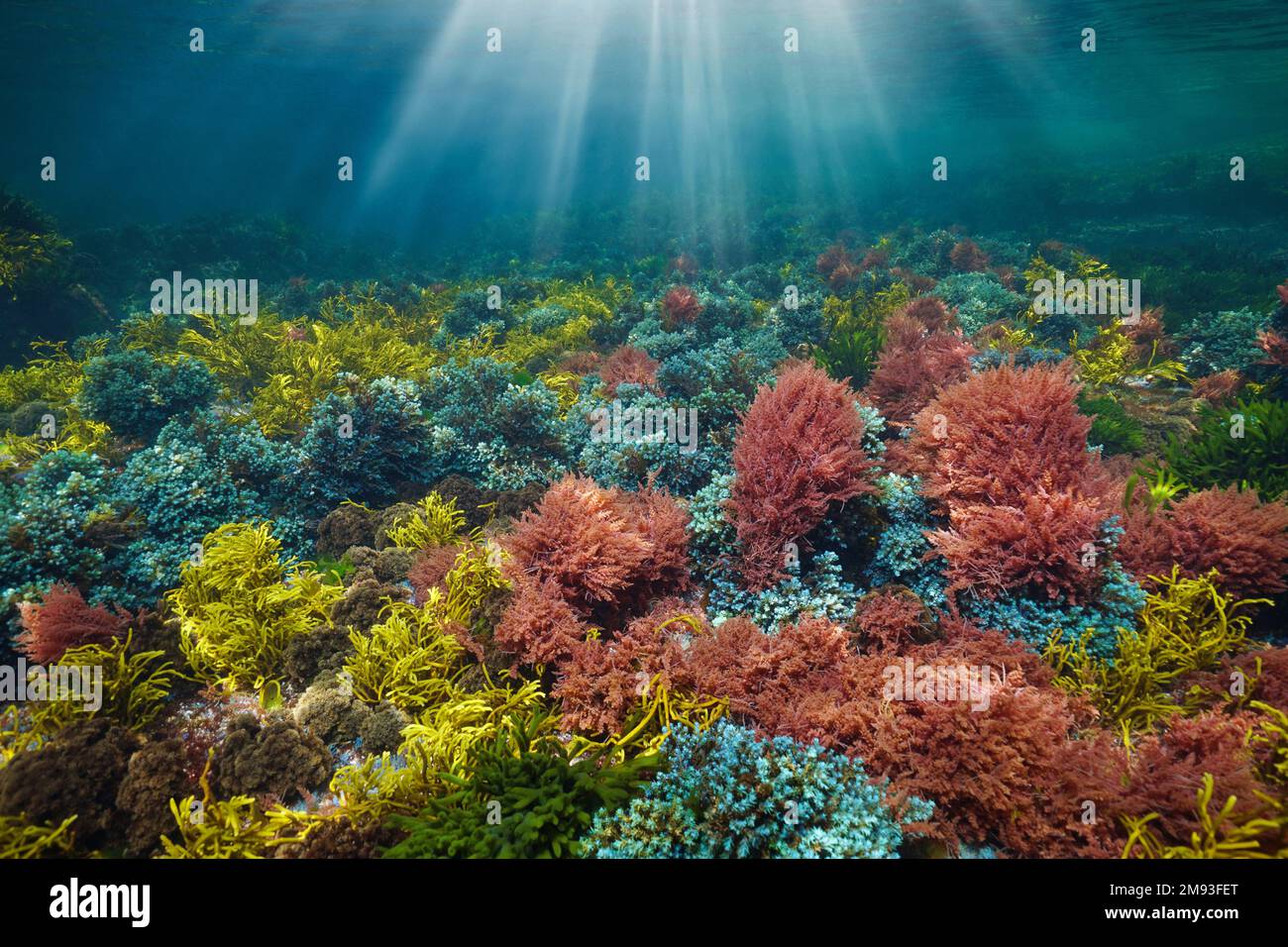 Alghe colorate con luce del sole sott'acqua nell'oceano, oceano Atlantico, Spagna, Galizia Foto Stock
