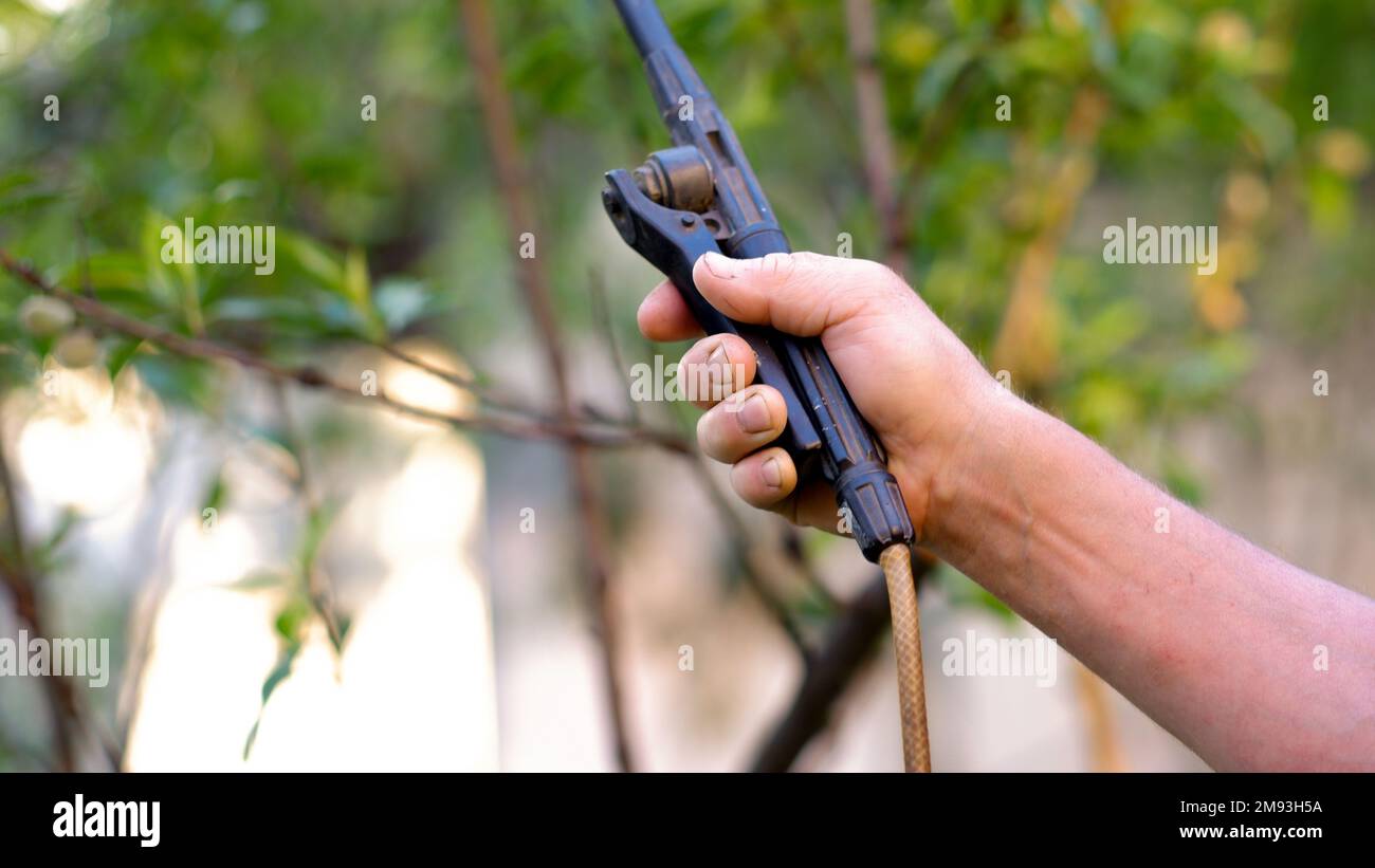 Una mano dell'uomo con uno spruzzatore di pressione spruzza gli alberi di mela in un frutteto primaverile, proteggendo il frutteto da malattie fungine batteriche, parassiti di peste, noi Foto Stock