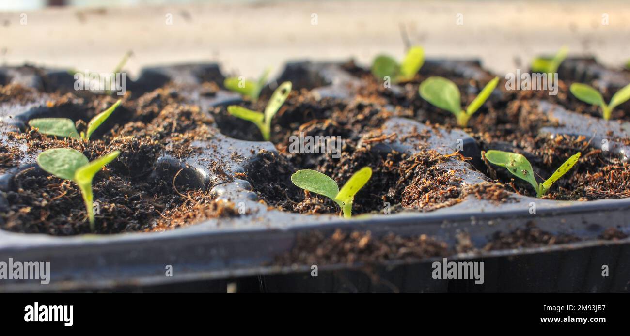 semi di lattuga organici che crescono in una serra Foto Stock