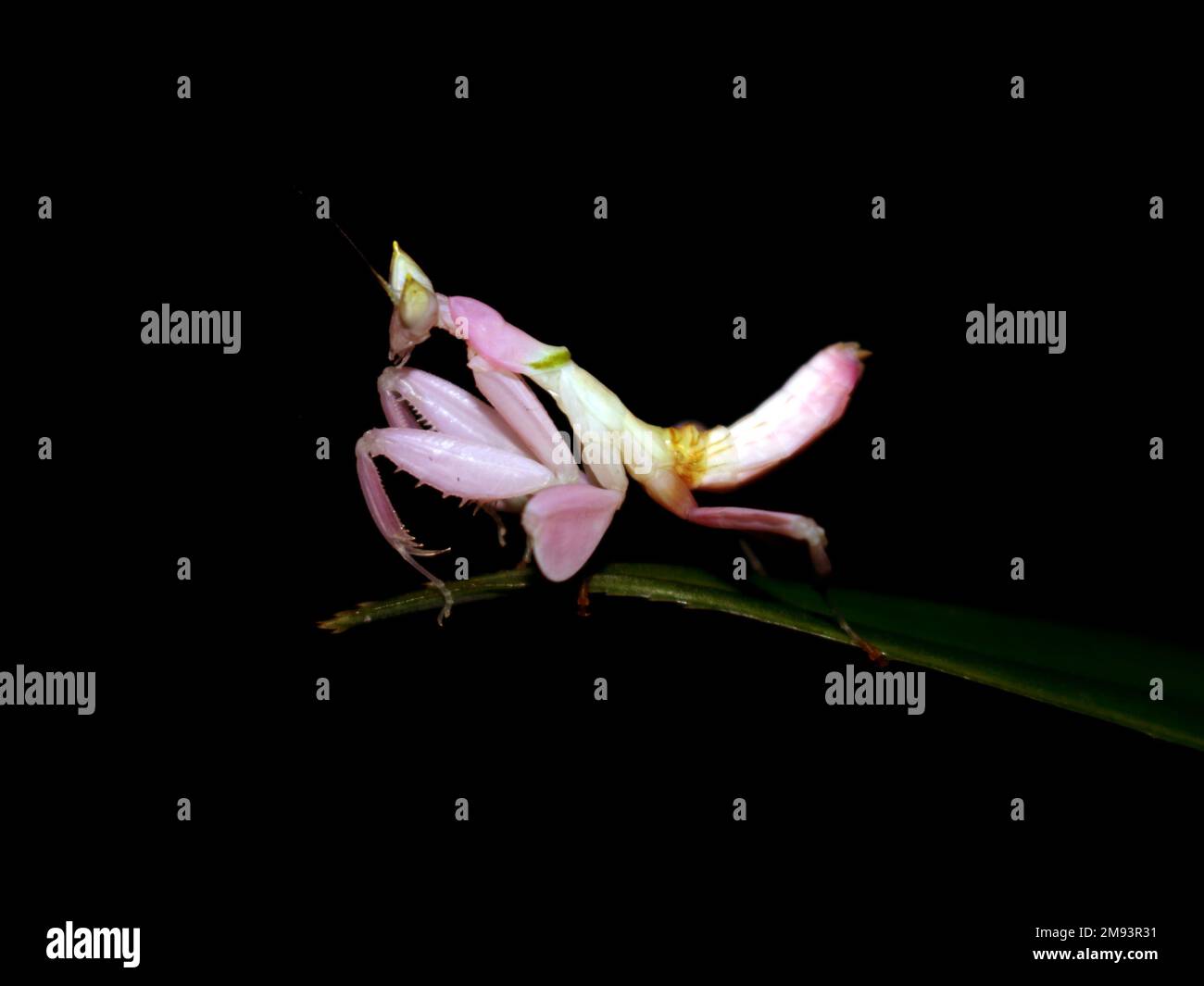 Grasshopper come fiori appollaiati in cima alle punte delle foglie. colore rosa su sfondo nero Foto Stock