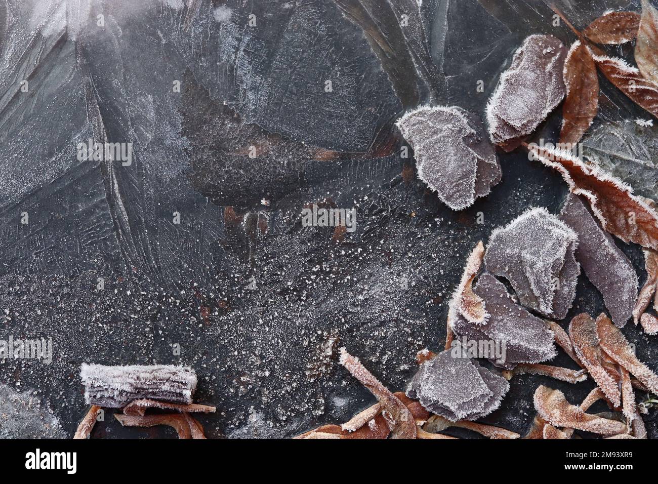 Foglie autunnali, scheggiature di corteccia e semi di sicomoro racchiusi in strati di ghiaccio e gelo creano un quadro astratto. Foto Stock