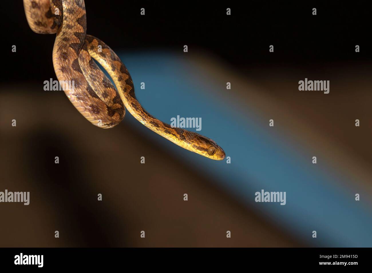 Il serpente con gli occhi di gatto bandito (Leptodeira anulata) Foto Stock