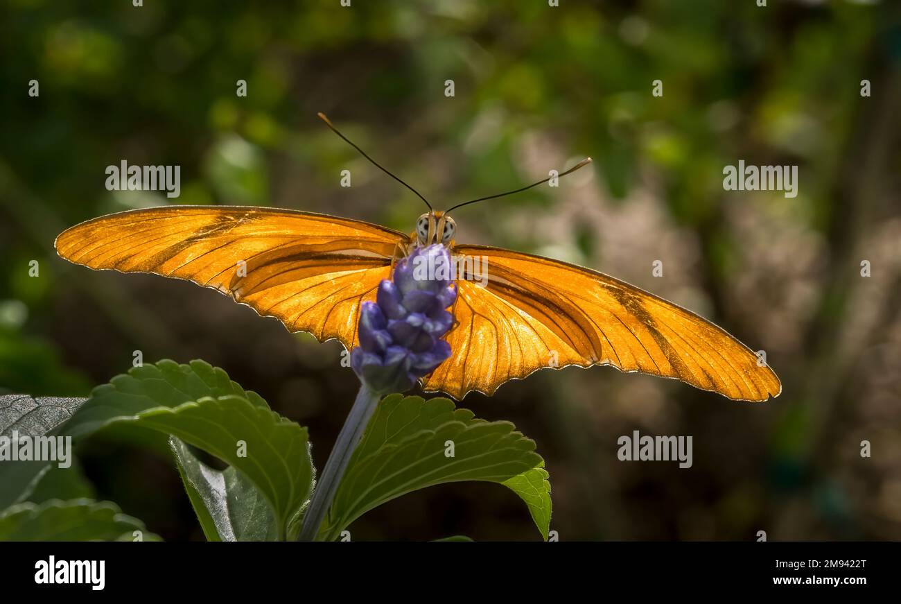 Una farfalla arancione vista da sotto retroilluminata con le ali illuminanti Foto Stock