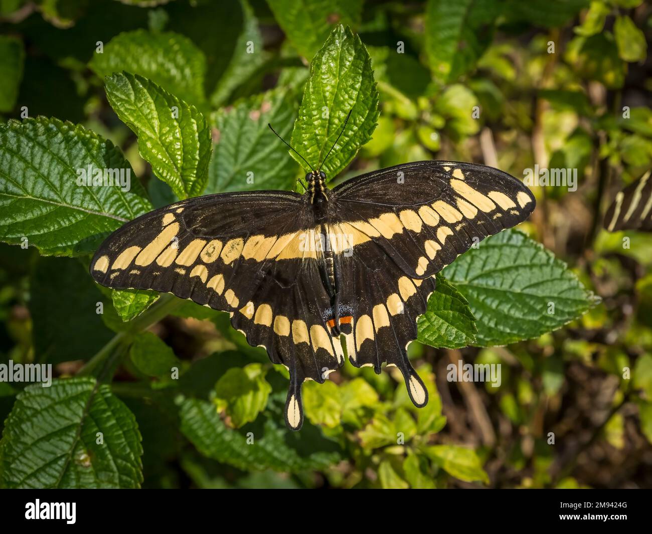 Una singola farfalla di Swallowtail gigante orientale, Heraclides cresphontes, su una pianta a foglia verde in un giardino Foto Stock