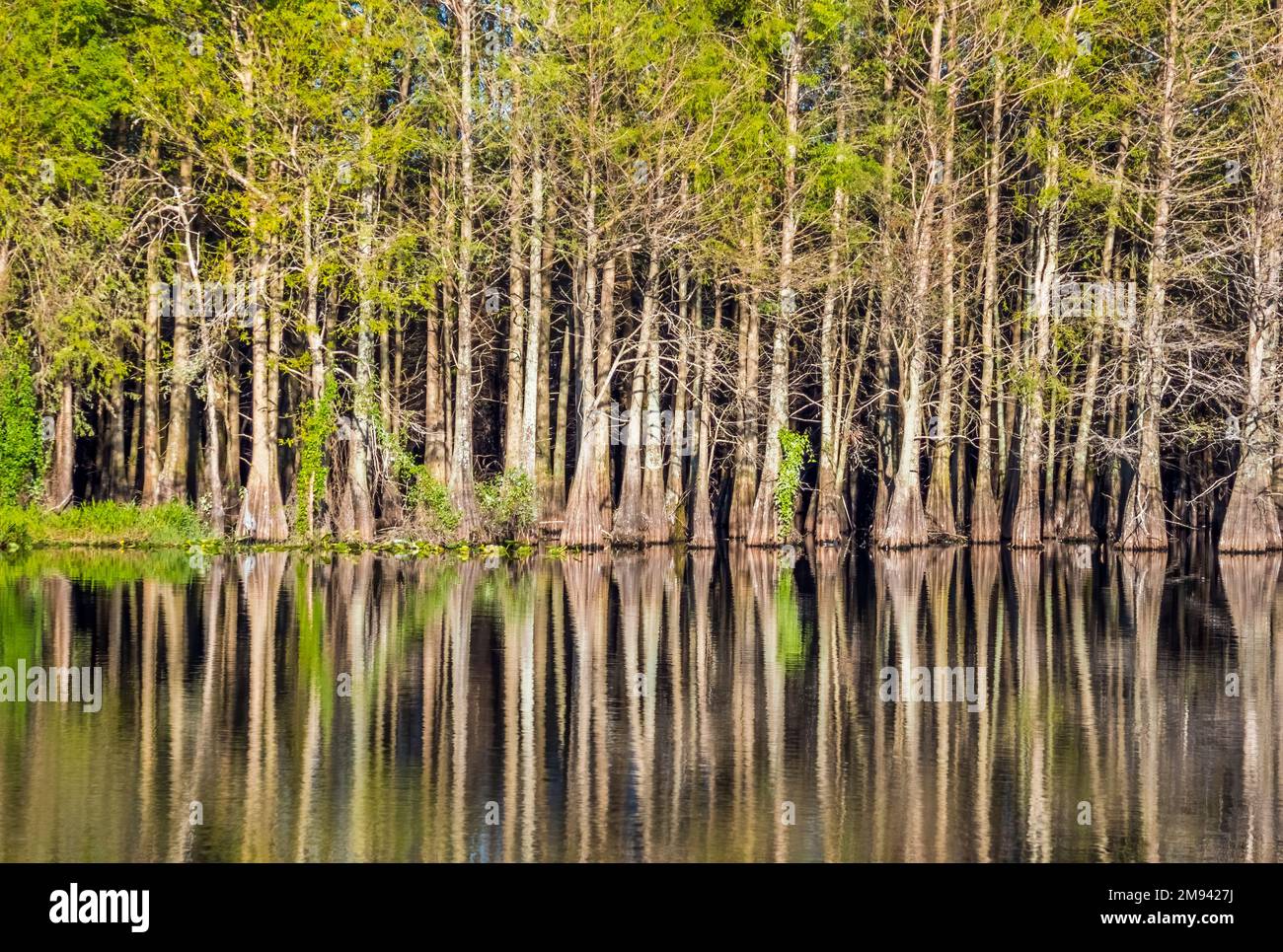 Alberi di cipresso che riflettono nell'acqua in Six Mile Cypress Slough Preserve a Fort Myers Florida USA Foto Stock