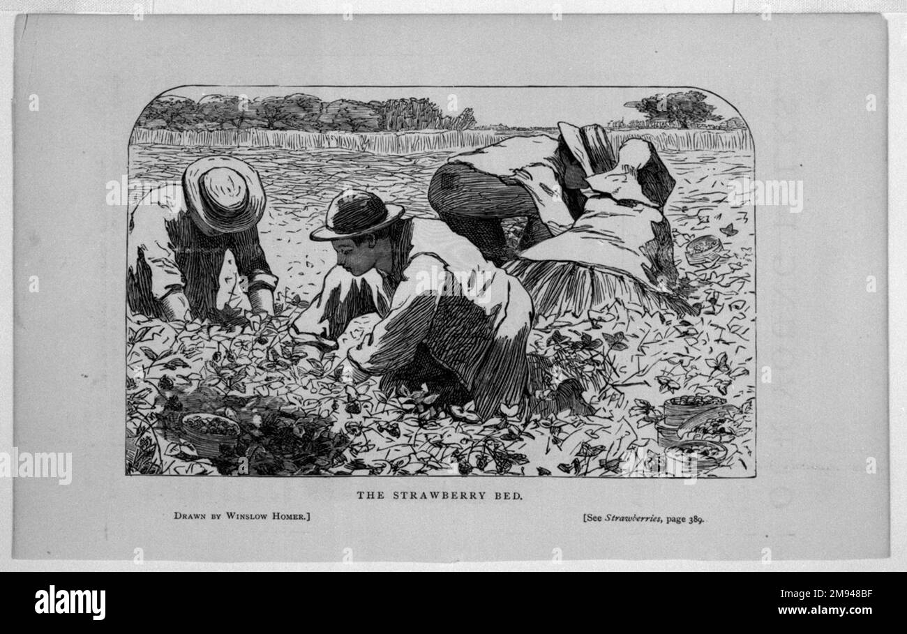 The Strawberry Bed Winslow Homer (americano, 1836-1910). , 1868. Incisione su legno, immagine: 3 3/4 x 6 pollici (9,5 x 15,2 cm). Arte americana 1868 Foto Stock