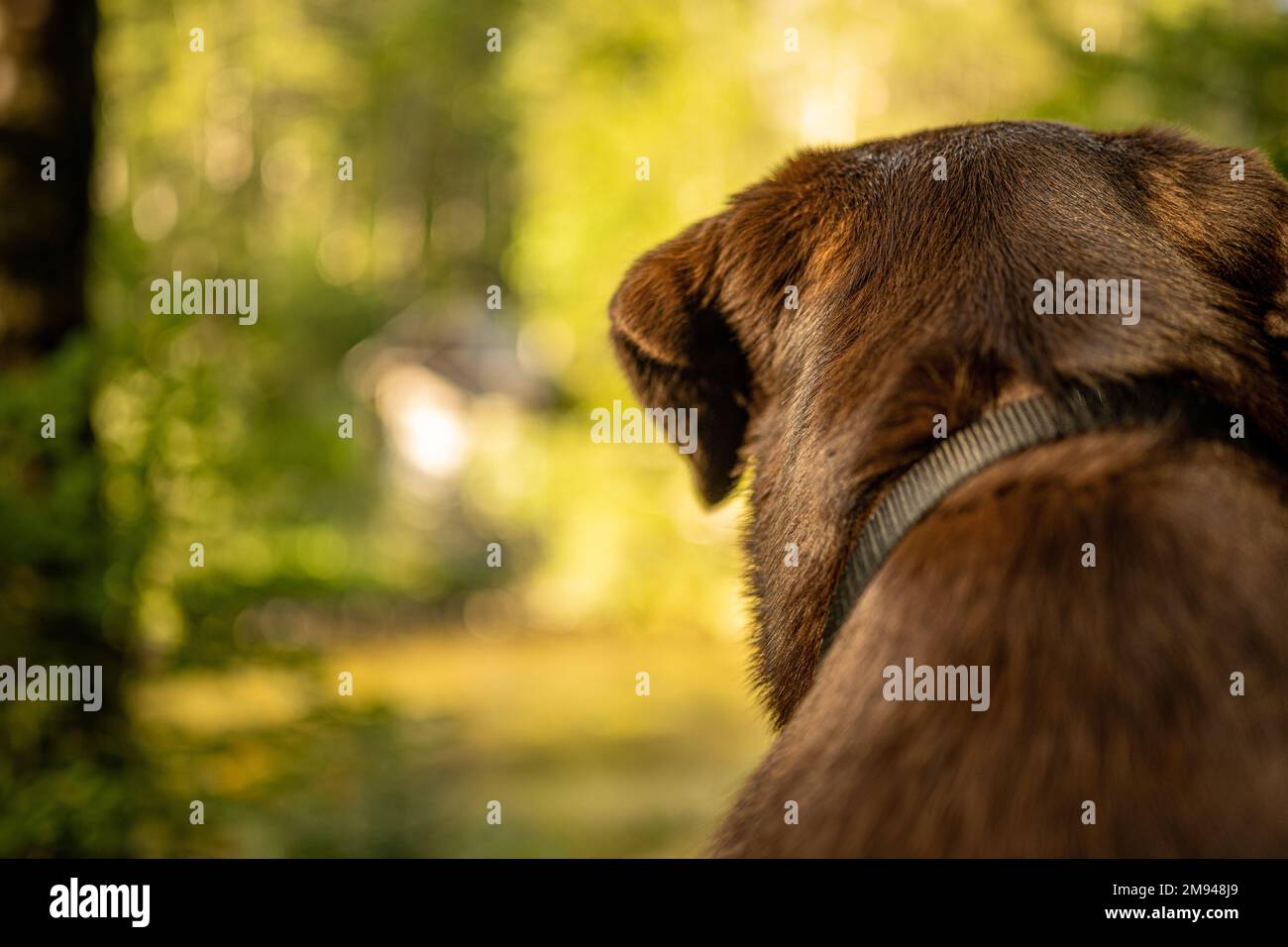 Un primo piano di un cane marrone con un colletto nero su uno sfondo sfocato Foto Stock