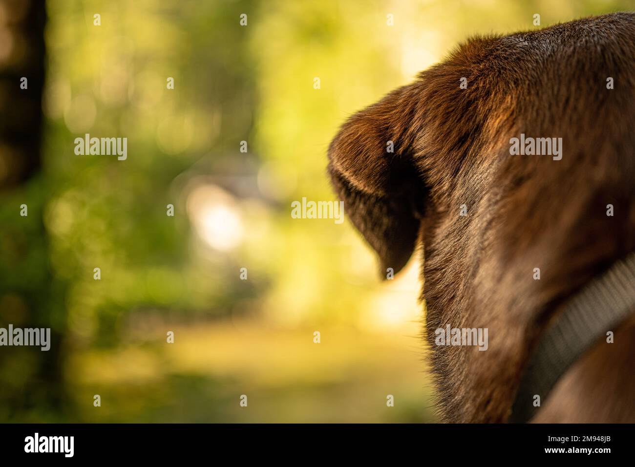 Un primo piano di un cane marrone con un colletto nero su uno sfondo sfocato Foto Stock