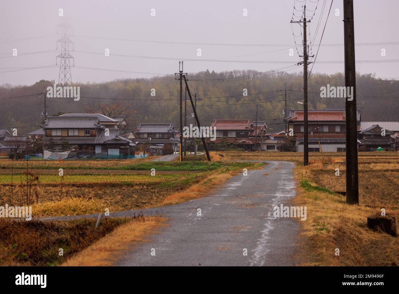 Strada stretta attraverso i campi d'oro nel piccolo villaggio giapponese in un giorno piovoso Foto Stock