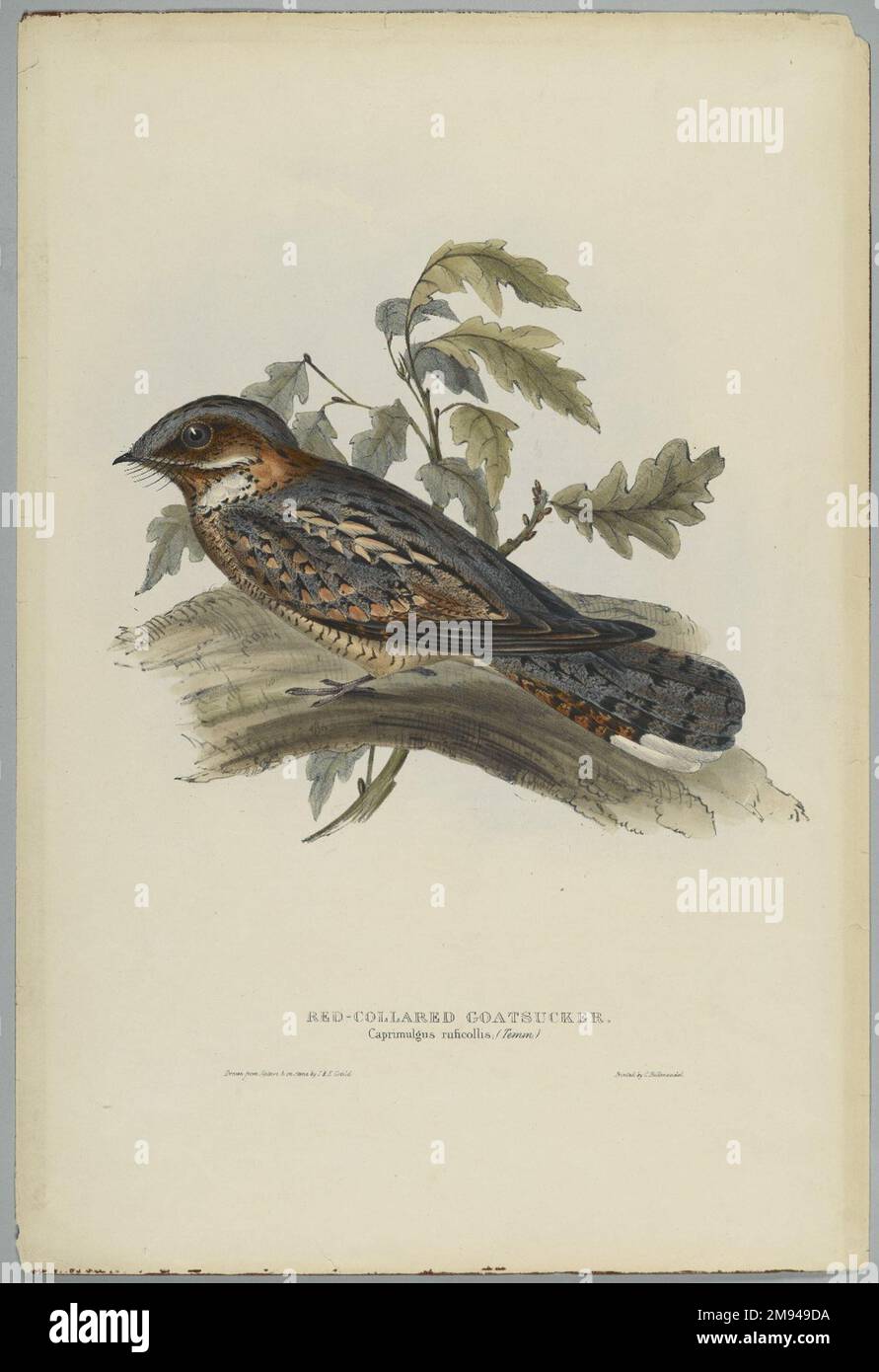 Caprimulgus Rugicollis John Gould (inglese, 1804-1881). Litografia su carta ovata, foglio: 21 1/4 x 14 1/2 poll. (54 x 36,8 cm). Arte europea Foto Stock