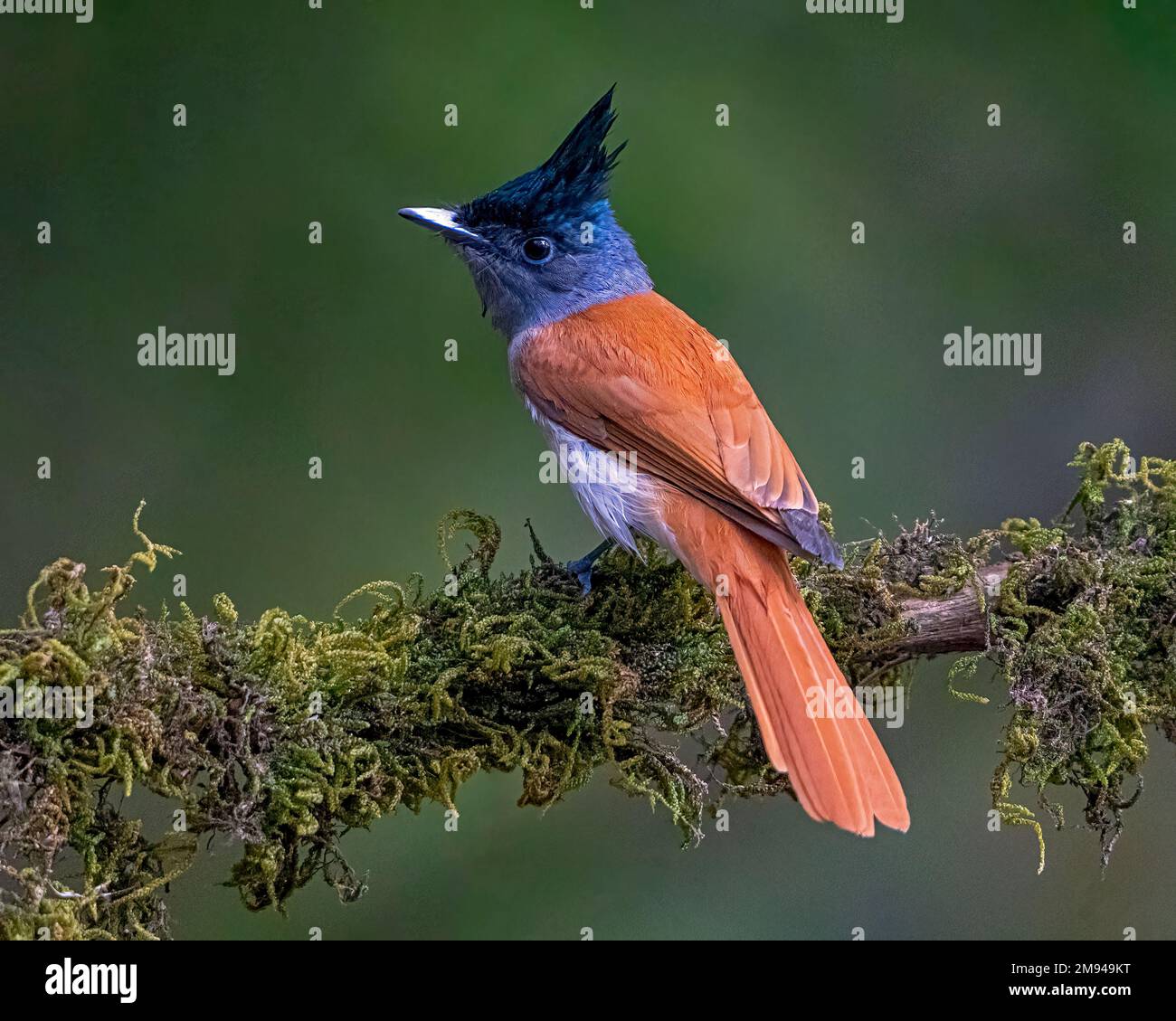 Indian Paradise Flycatcher Foto Stock