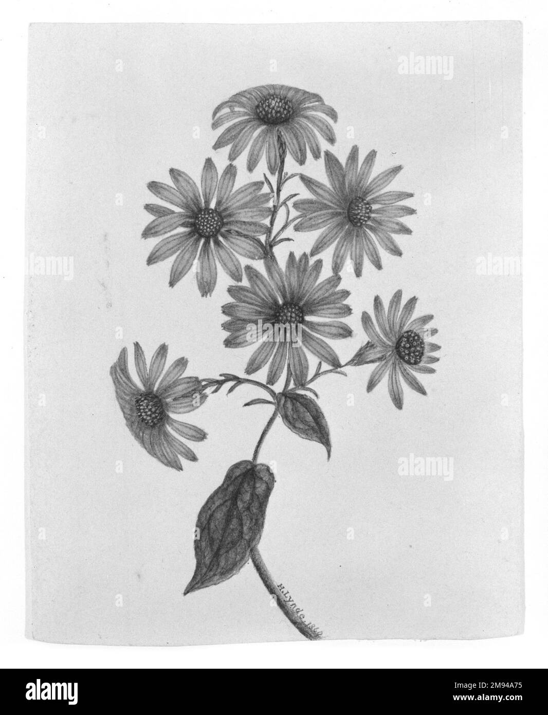 Fiori viola H. Lynde. , 1860. Acquerello su carta American Art 1860 Foto Stock