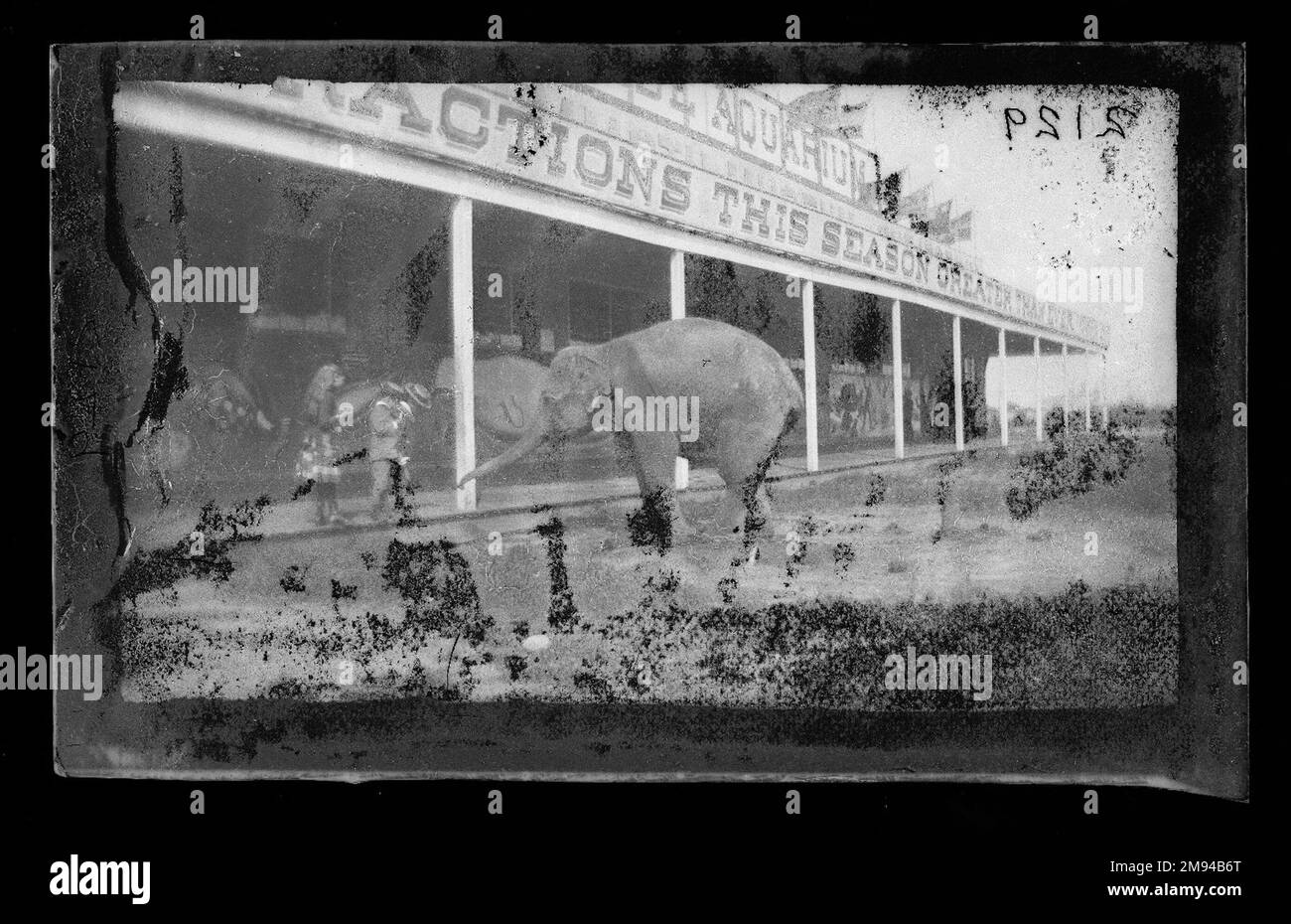 Elephant, Coney Island, Brooklyn George Bradford Brainerd (americano, 1845-1887). , ca. 1885. Piastra negativa secca ca. 1885 Foto Stock Elephant, Coney Island, Brooklyn George Bradford Brainerd (americano, 1845-1887). , ca. 1885. Piastra negativa secca ca. 1885 Foto Stock