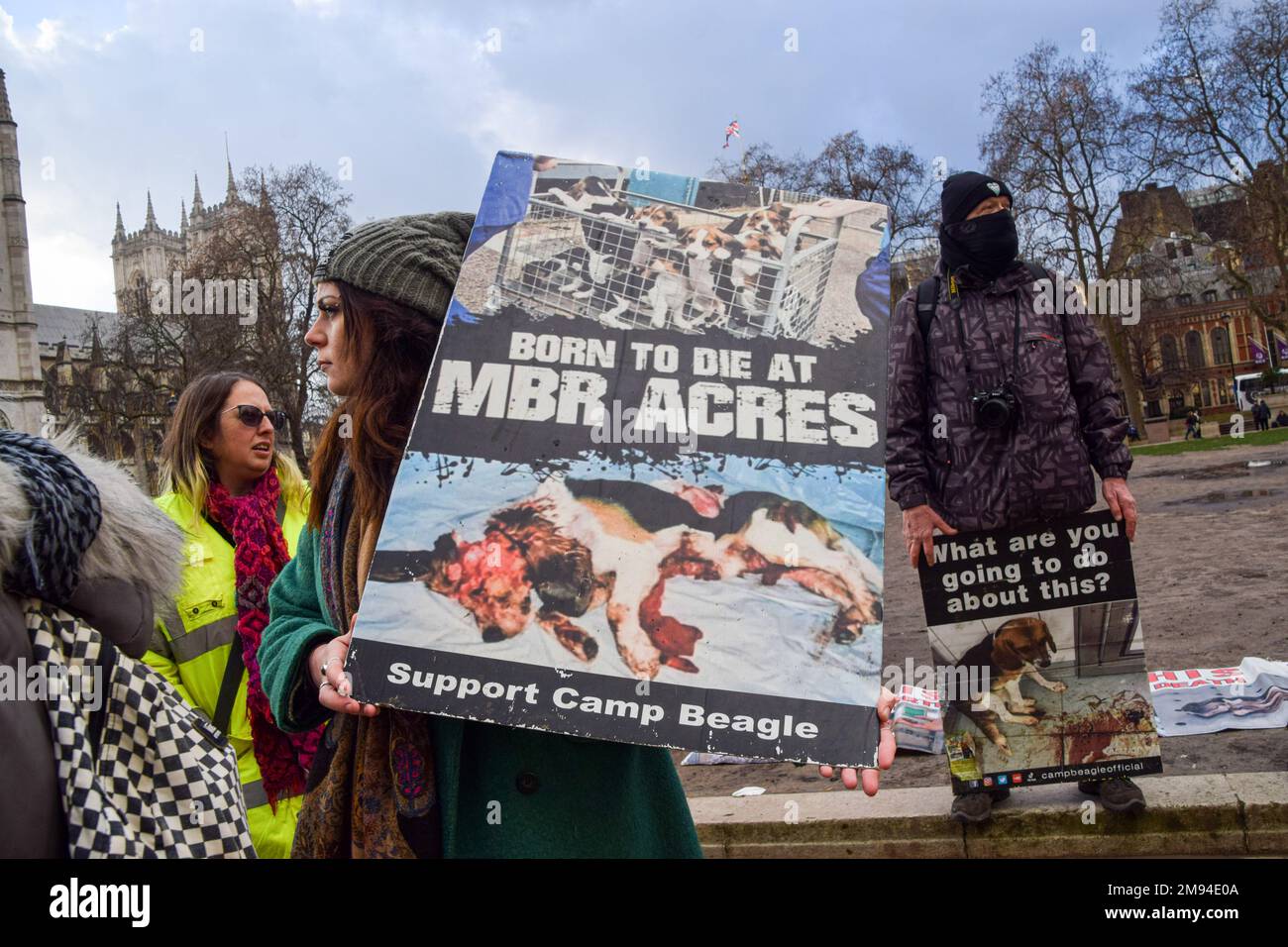 Londra, Regno Unito. 16th Jan, 2023. Un protester tiene un cartellone grafico anti-MBR Acres (impianto di allevamento) durante la dimostrazione. Gli attivisti per i diritti degli animali hanno organizzato una protesta in Piazza del Parlamento prima del dibattito del governo su una petizione che chiedeva la fine dell'allevamento commerciale di animali per i laboratori e la fine degli esperimenti sugli animali. Credit: SOPA Images Limited/Alamy Live News Foto Stock