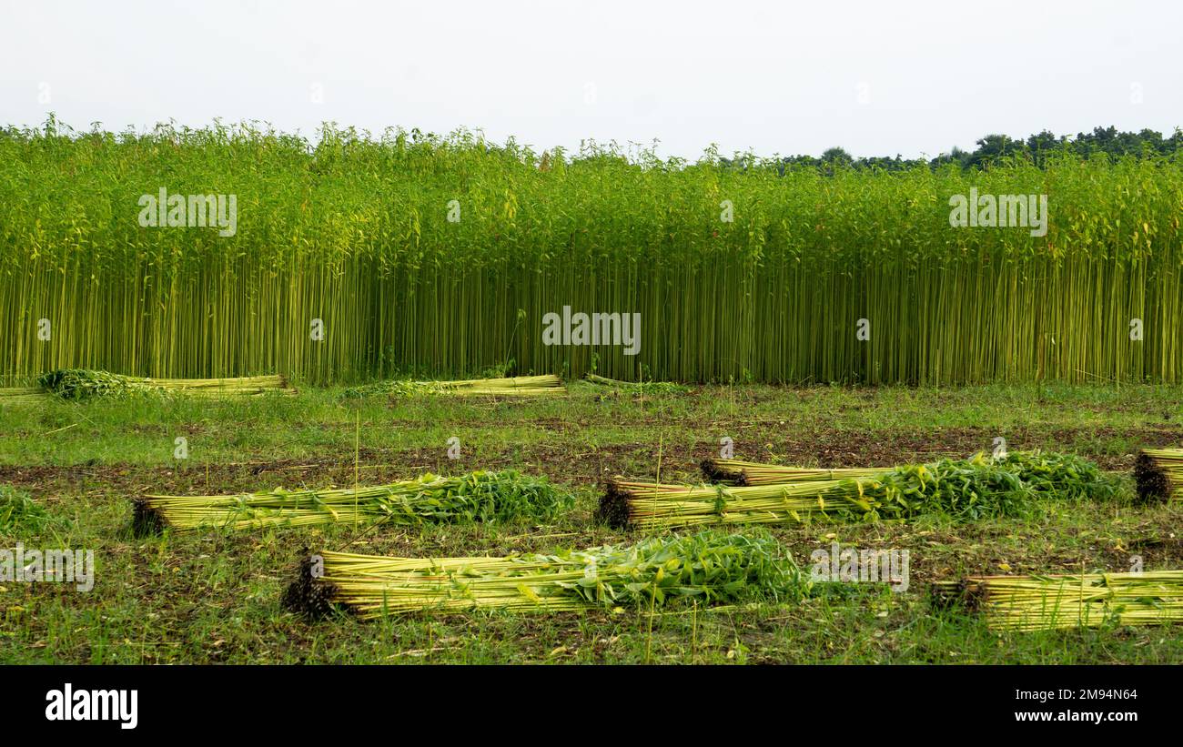 Campo di iuta verde. La iuta viene essiccata sul terreno. La iuta è un tipo di pianta di fibra di Bast. La iuta è il principale raccolto di denaro del Bangladesh. Foto Stock