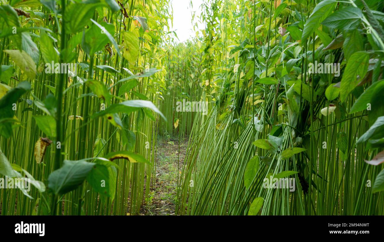 Una fila di iuta verde. Primo piano foto di iuta. La iuta è un tipo di pianta di fibra di Bast. La iuta è il principale raccolto di denaro del Bangladesh. Foto Stock