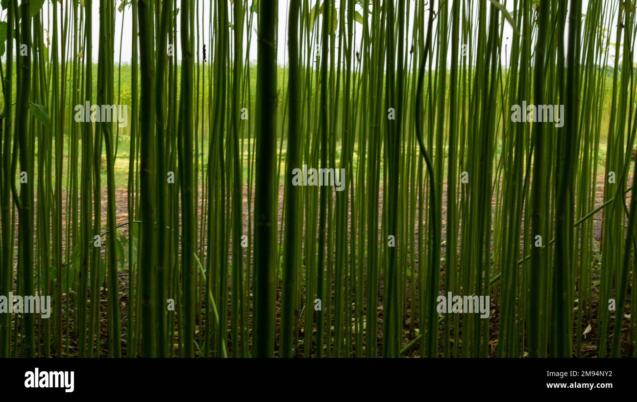 Una fila di iuta verde. Primo piano foto di iuta. La iuta è un tipo di pianta di fibra di Bast. La iuta è il principale raccolto di denaro del Bangladesh. Foto Stock