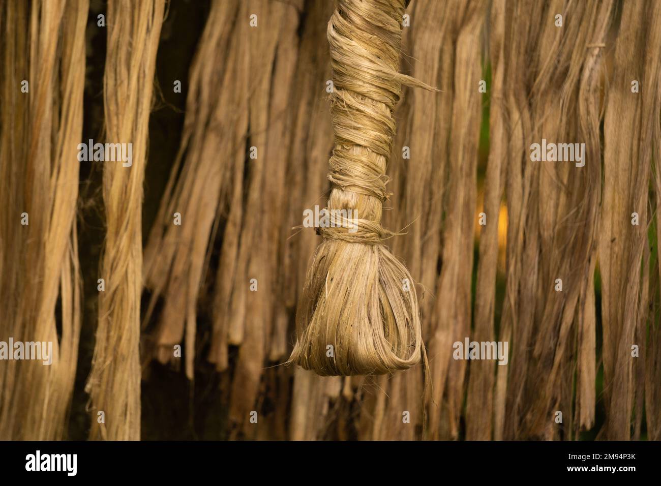 La iuta imbevuta viene asciugata al sole. Immagine di primo piano della iuta. La iuta è un tipo di pianta di fibra di Bast. La iuta è il principale raccolto di denaro in Bangladesh. Foto Stock