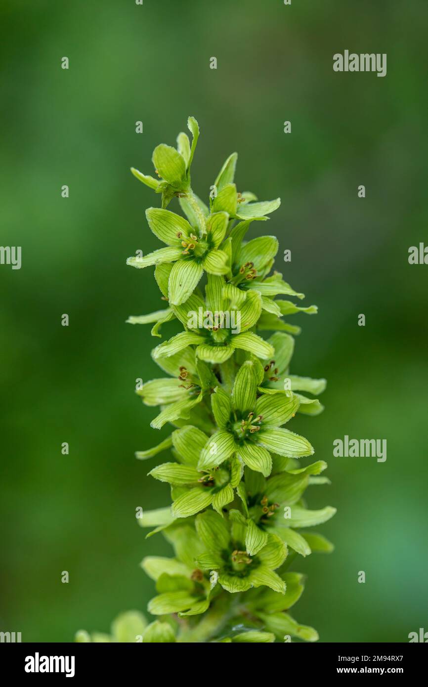 Veratrum album fiore crescere in montagna, primo piano Foto Stock