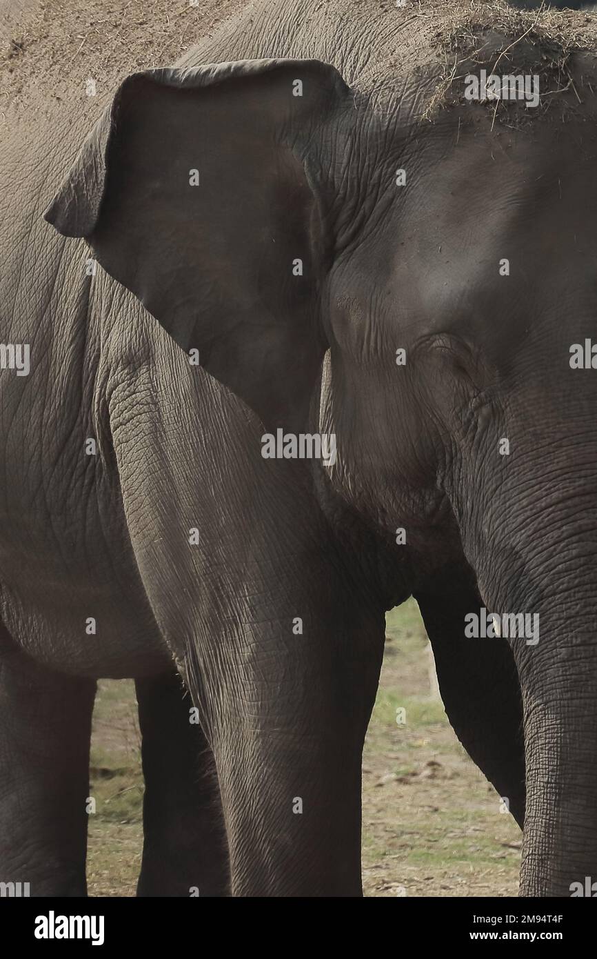 vista ravvicinata di un elefante indiano femminile (elephas maximus indicus) in natura Foto Stock