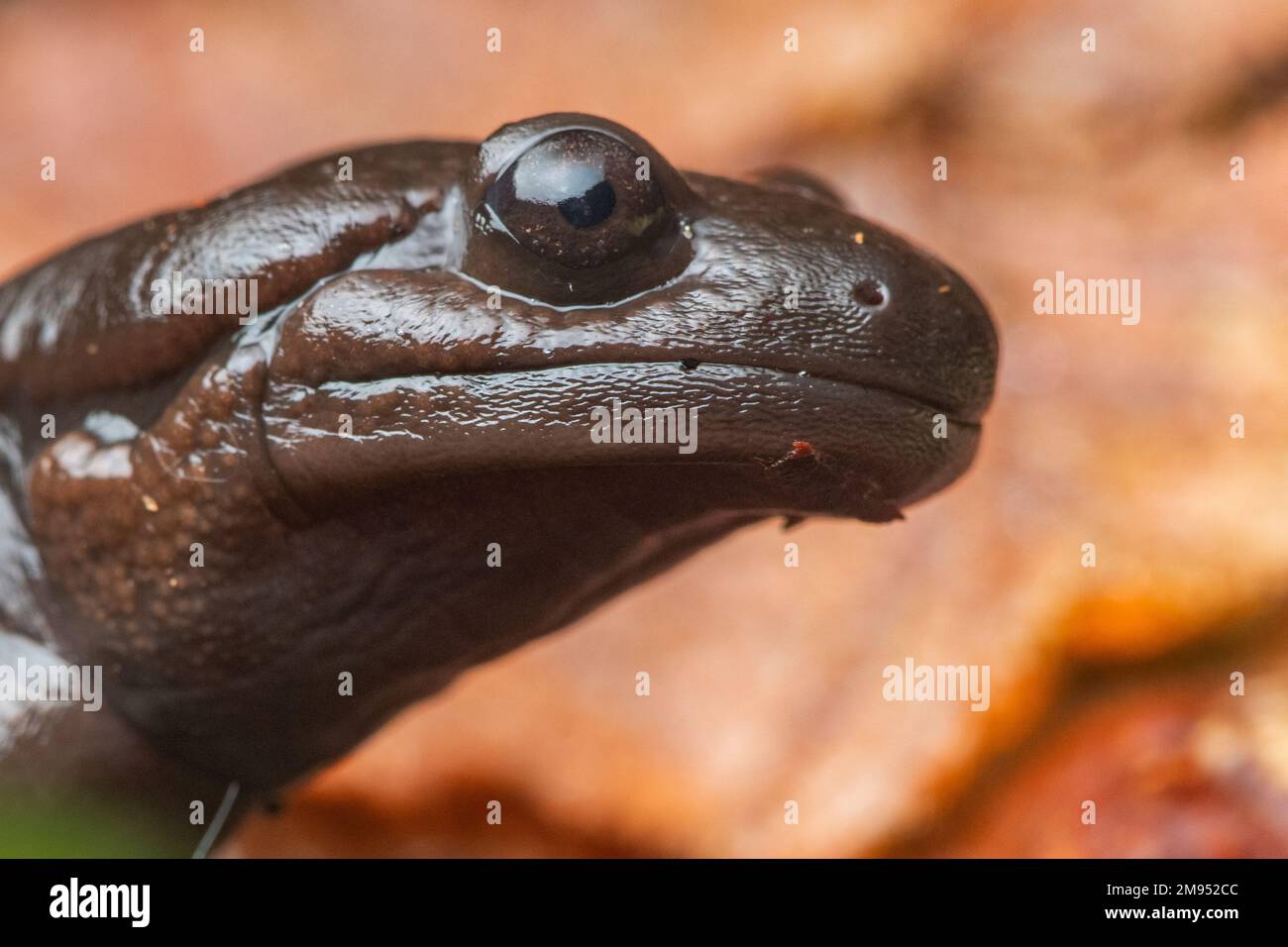 Una salamandra nordoccidentale (Ambystoma gracile), un membro della famiglia delle salamandre mole sul pavimento della foresta nella contea di Mendocino, California, USA. Foto Stock