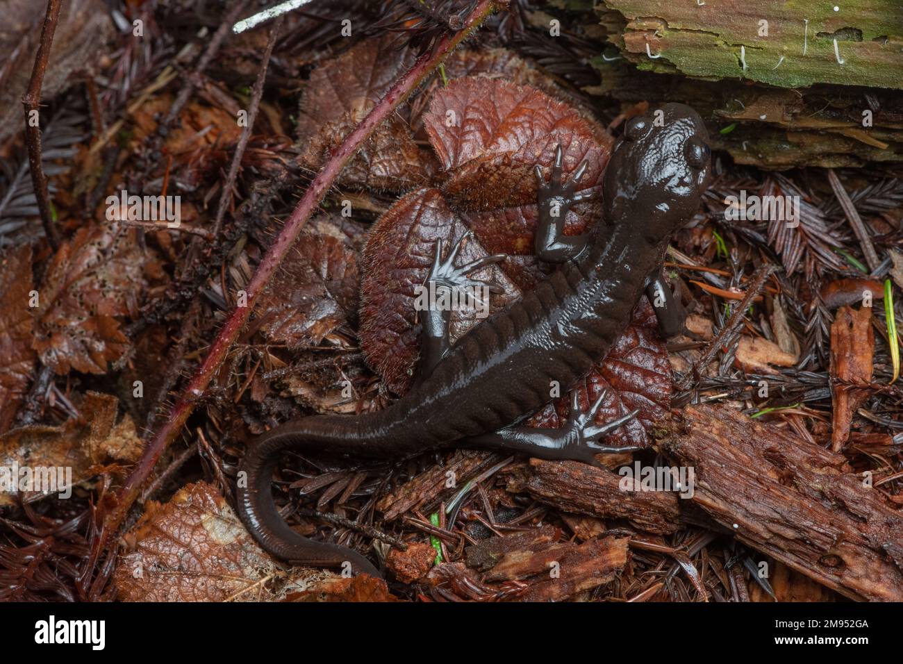 Una salamandra nordoccidentale (Ambystoma gracile), un membro della famiglia delle salamandre mole sul pavimento della foresta nella contea di Mendocino, California, USA. Foto Stock