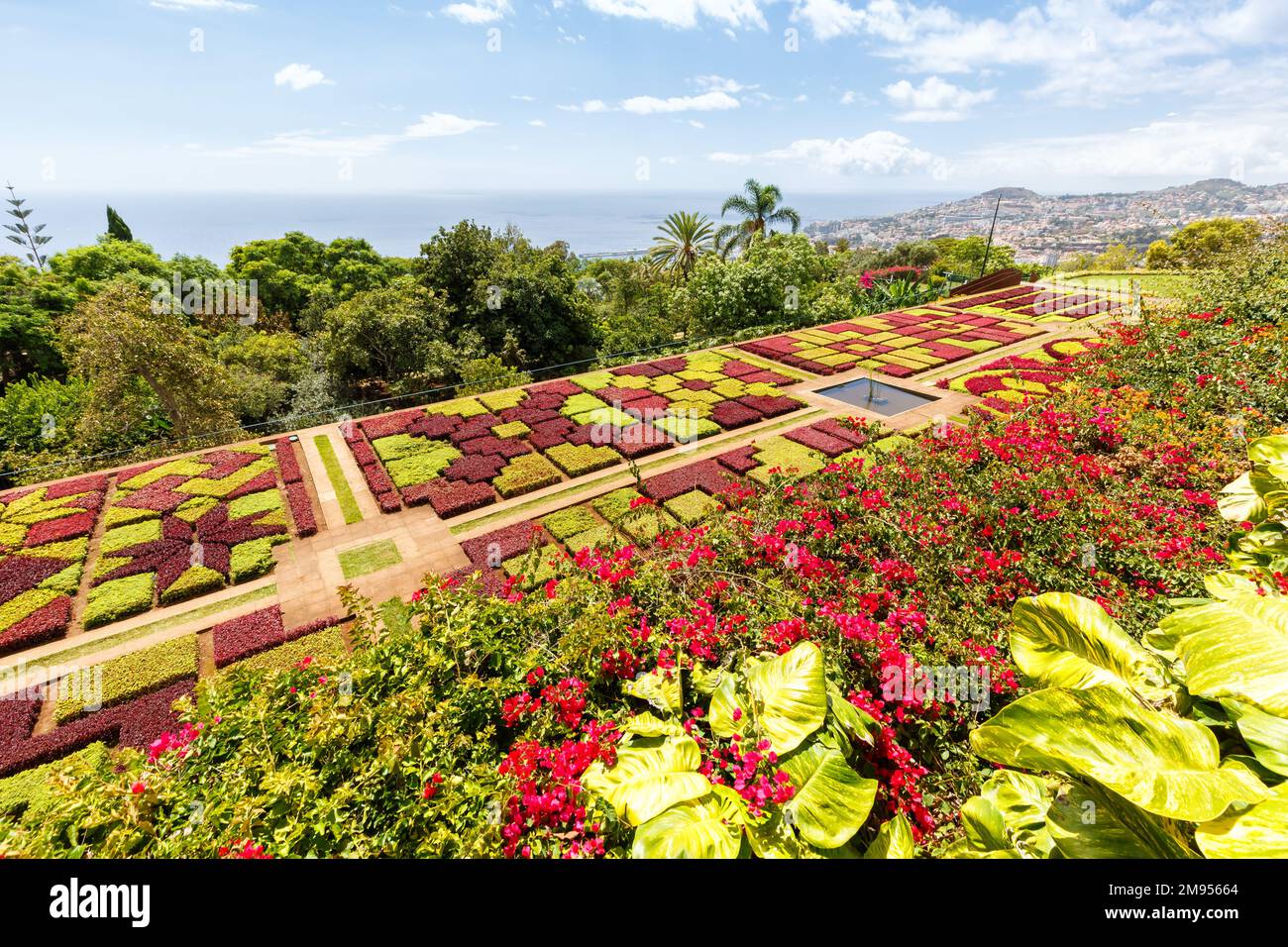 Fiori e piante nel giardino botanico di Funchal viaggiano sull'isola di Madeira in Portogallo Foto Stock