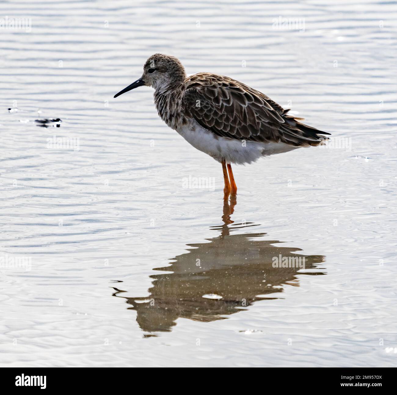 marsh Sandpiper (Tringa stagnatilis), un piccolo wader, Amboseli National Park, Kenya, Africa Foto Stock