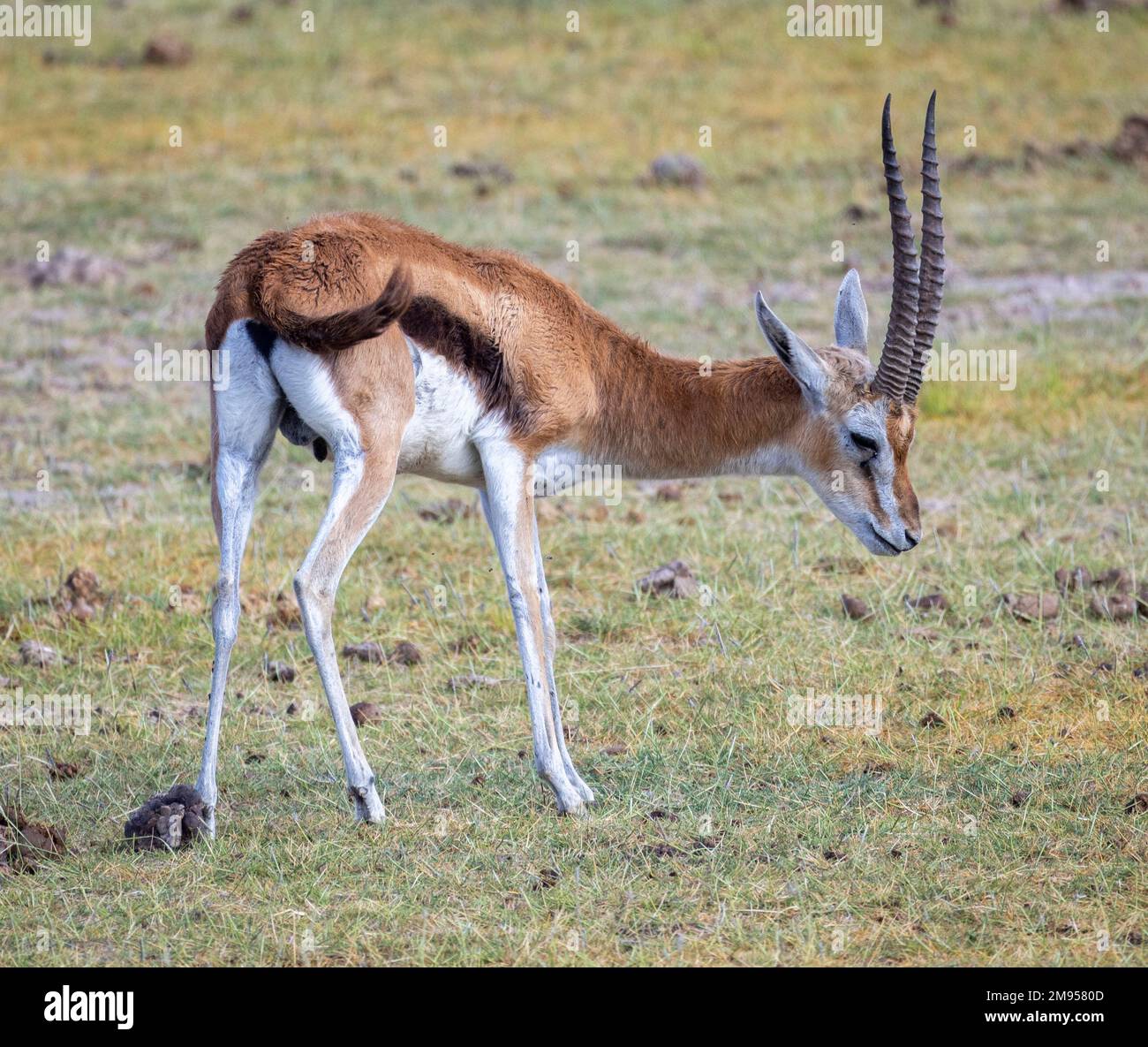Gazzelle di Thomson (Eudorcas thomsonii), Masai Mara, Kenya, Africa Foto Stock