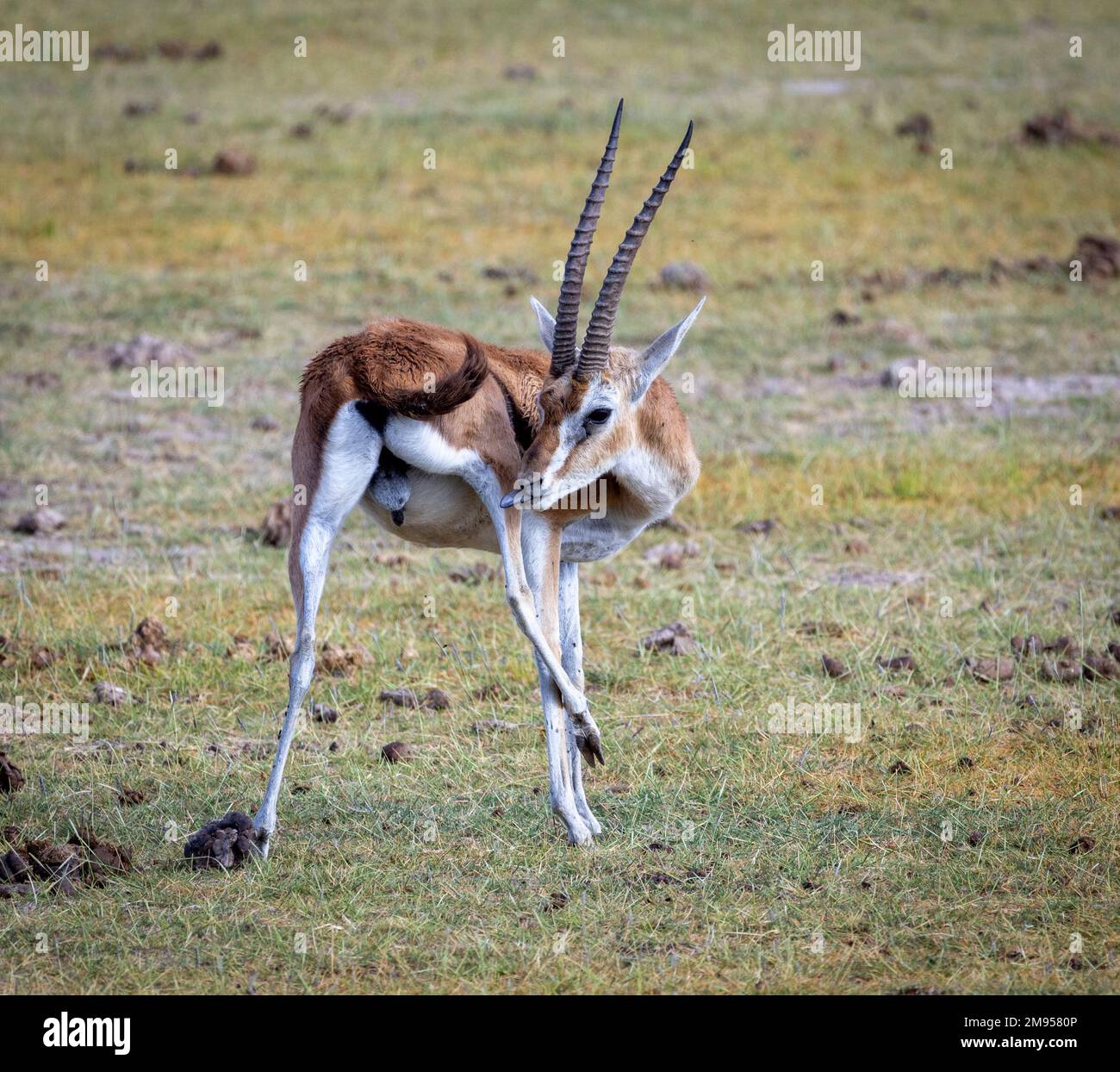 Gazzelle di Thomson (Eudorcas thomsonii), Masai Mara, Kenya, Africa Foto Stock
