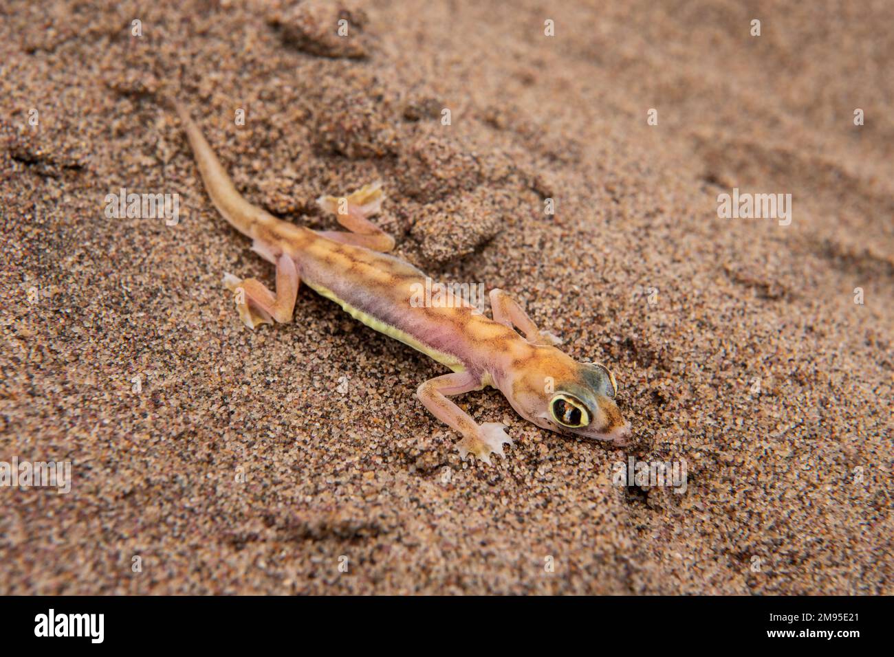 Namib Sand gecko o Namib Web-footed gecko, Pachydactylus rangei, Gekkonidae, Namib Desert, Namibia, Africa Foto Stock