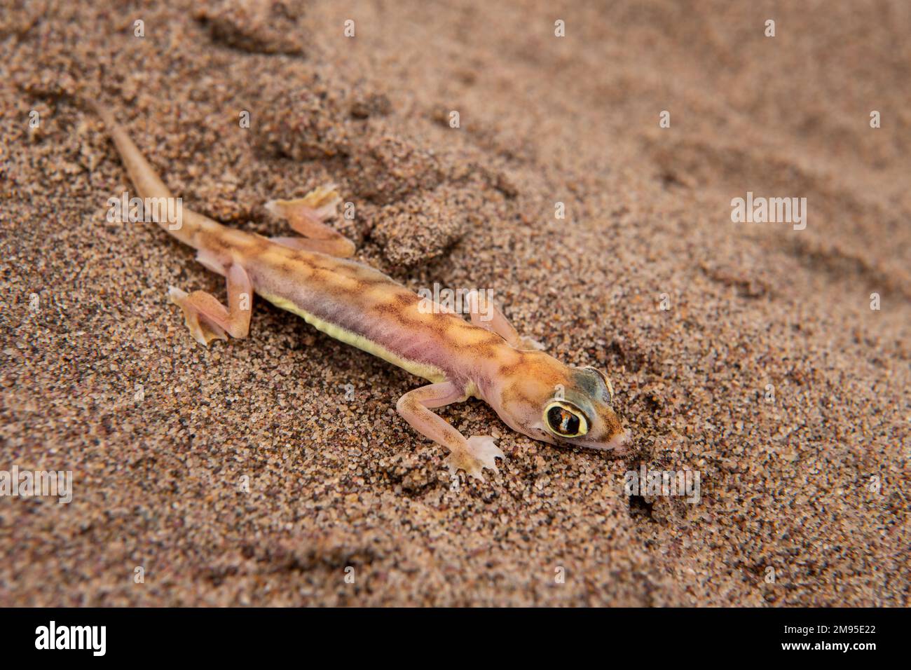 Namib Sand gecko o Namib Web-footed gecko, Pachydactylus rangei, Gekkonidae, Namib Desert, Namibia, Africa Foto Stock