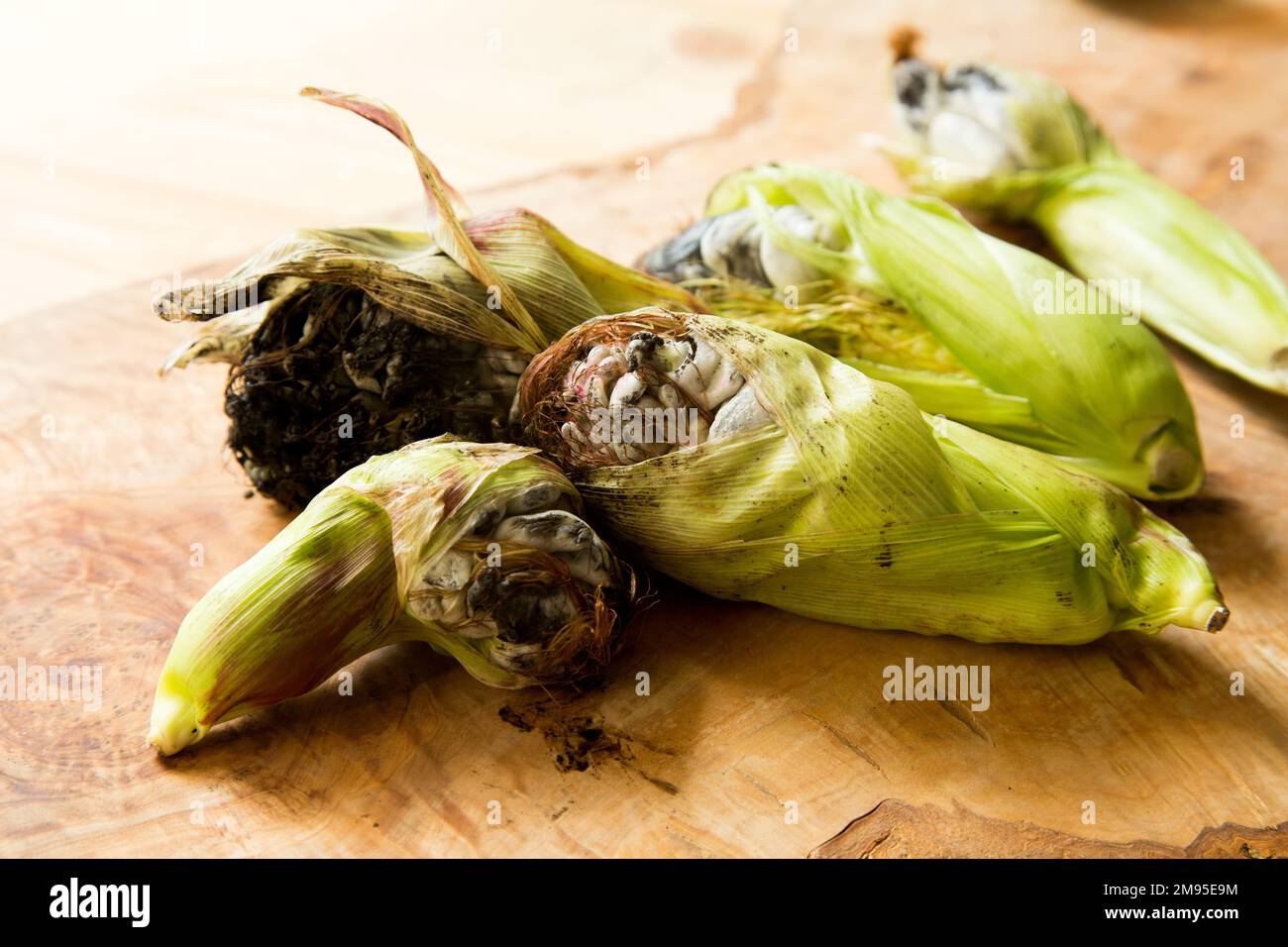 L'huitlacoche o cuitlacoche, è un fungo della famiglia delle Ustilaginacee, che cresce tra i grani di mais. Foto Stock