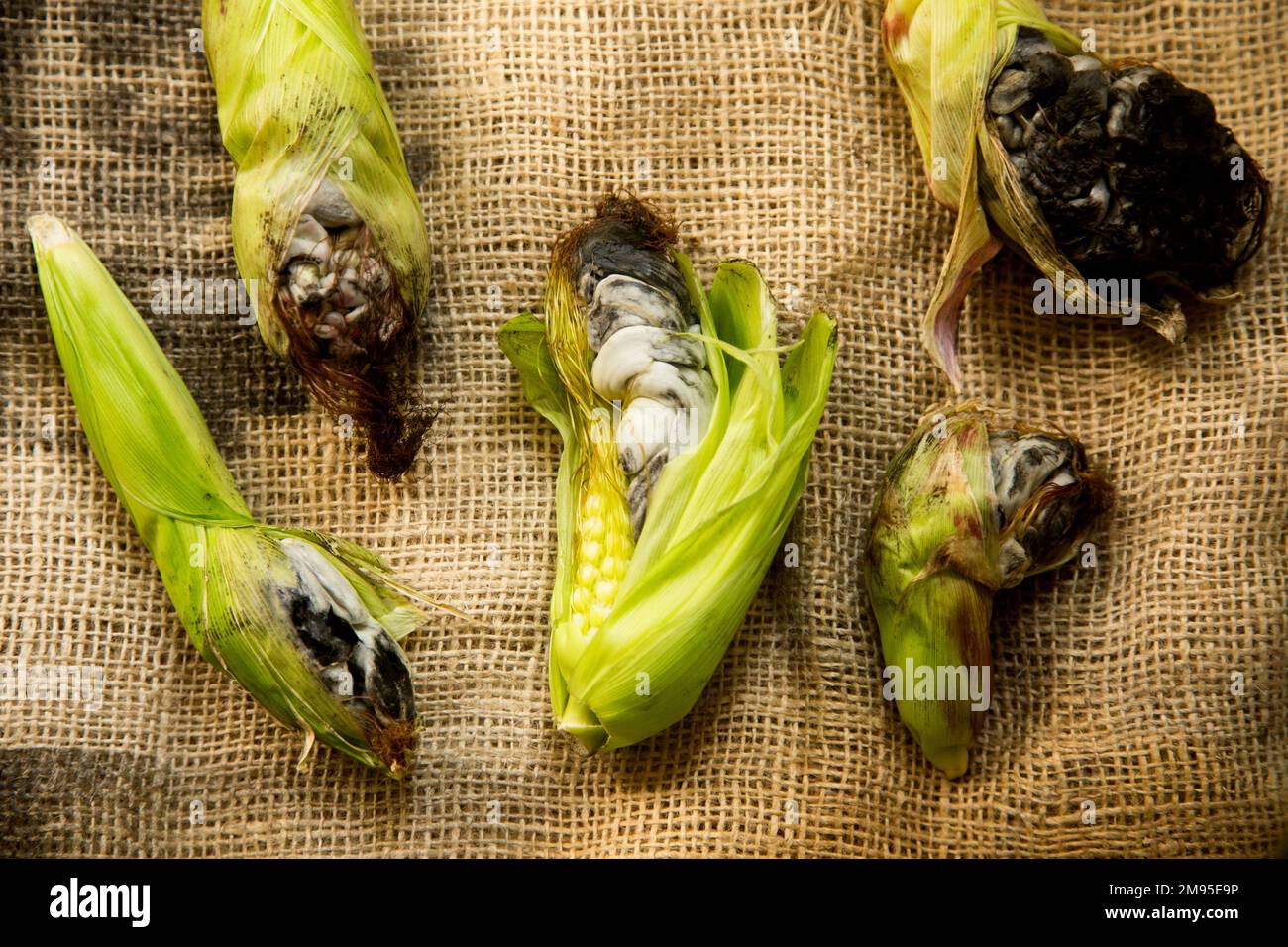 L'huitlacoche o cuitlacoche, è un fungo della famiglia delle Ustilaginacee, che cresce tra i grani di mais. Foto Stock