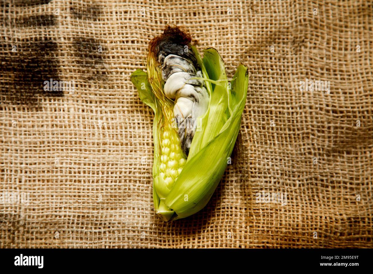 L'huitlacoche o cuitlacoche, è un fungo della famiglia delle Ustilaginacee, che cresce tra i grani di mais. Foto Stock